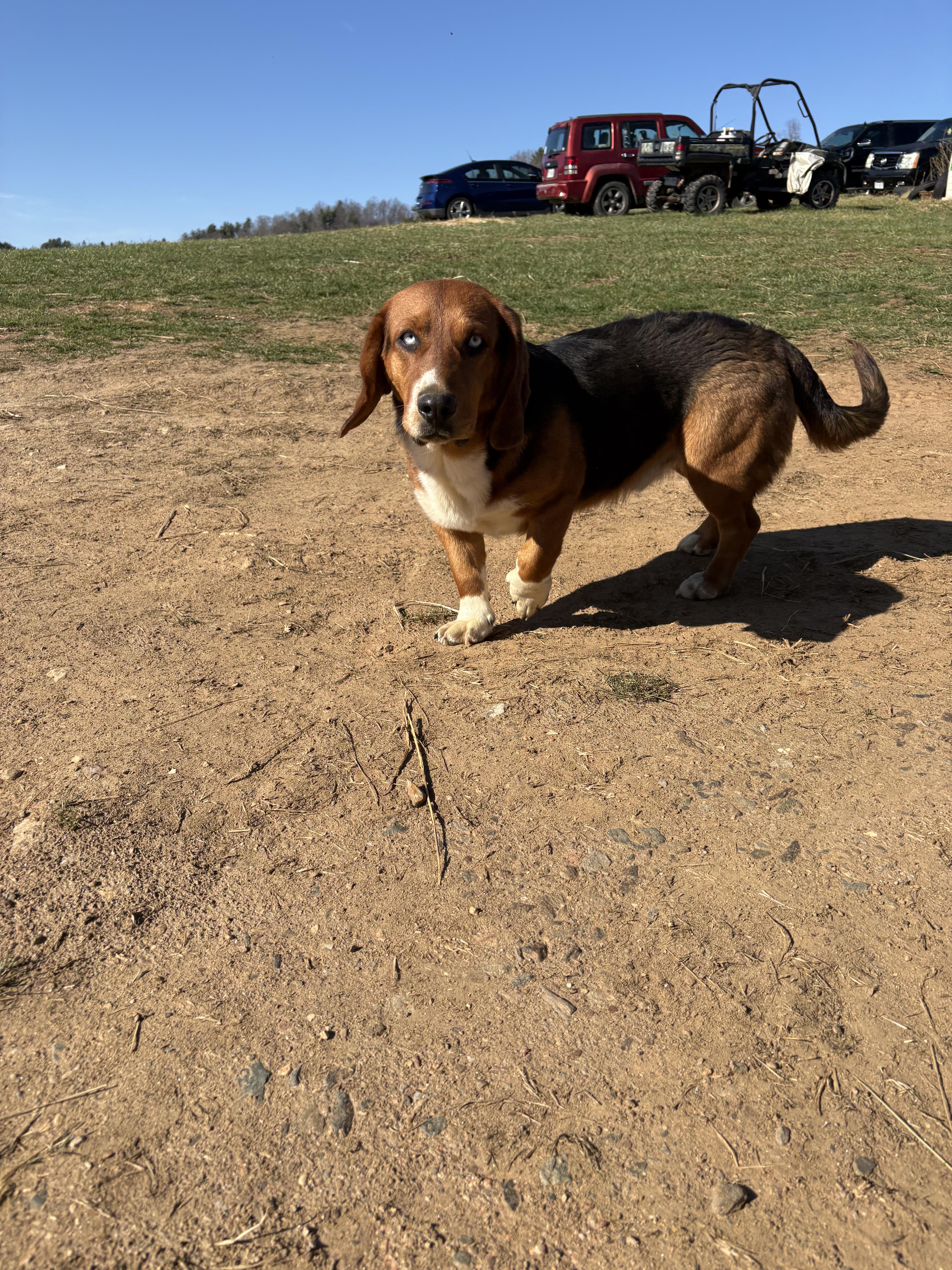 Kujo *Community Post*, an adopted mixed breed in Floyd, VA image 3/6