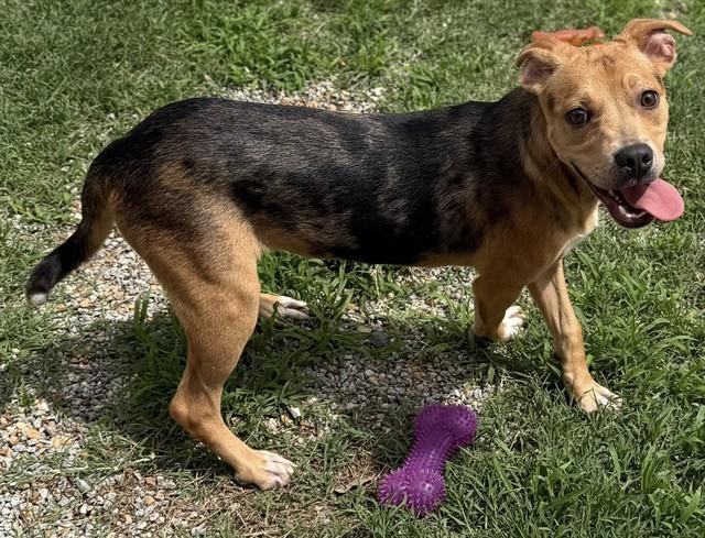 FARID, Adoptable, Puppy Male Pit Bull Terrier & Beagle.