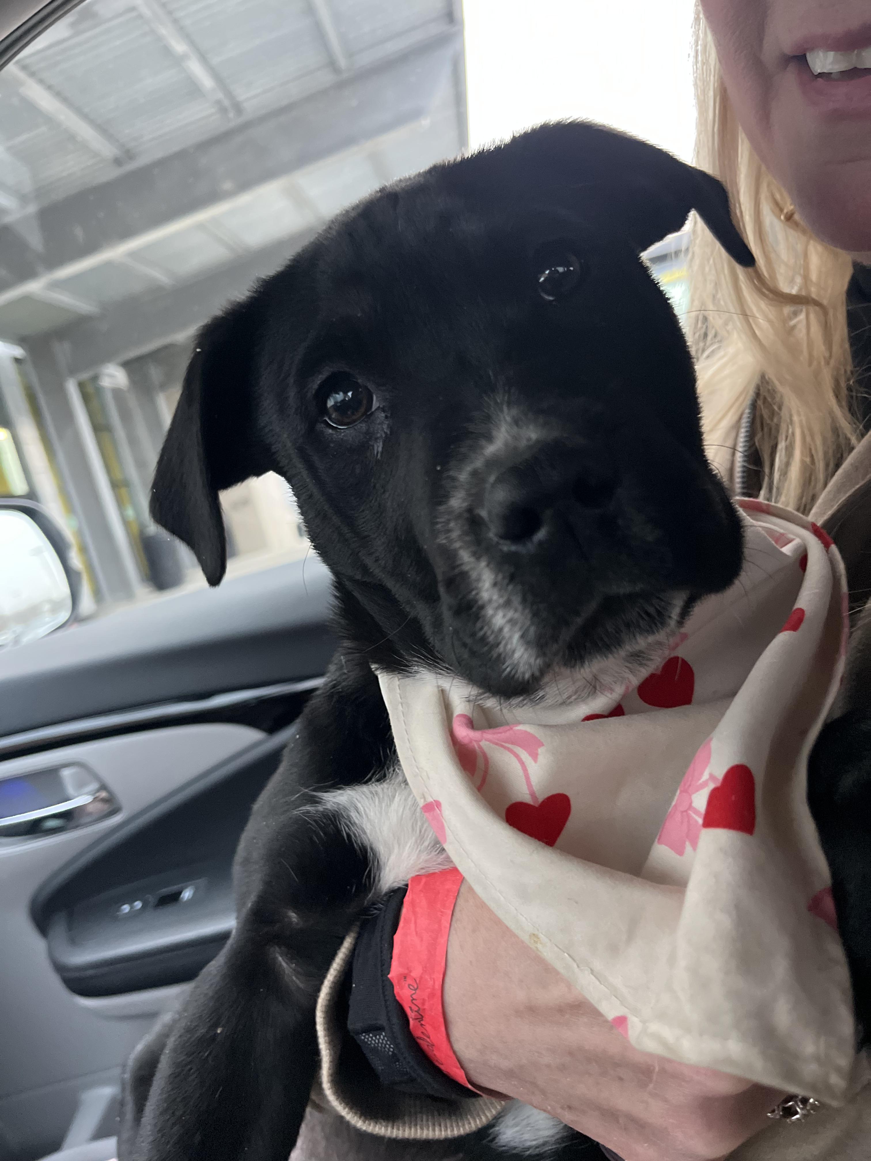 Jack, ADOPTABLE, Puppy Male Mixed Breed.