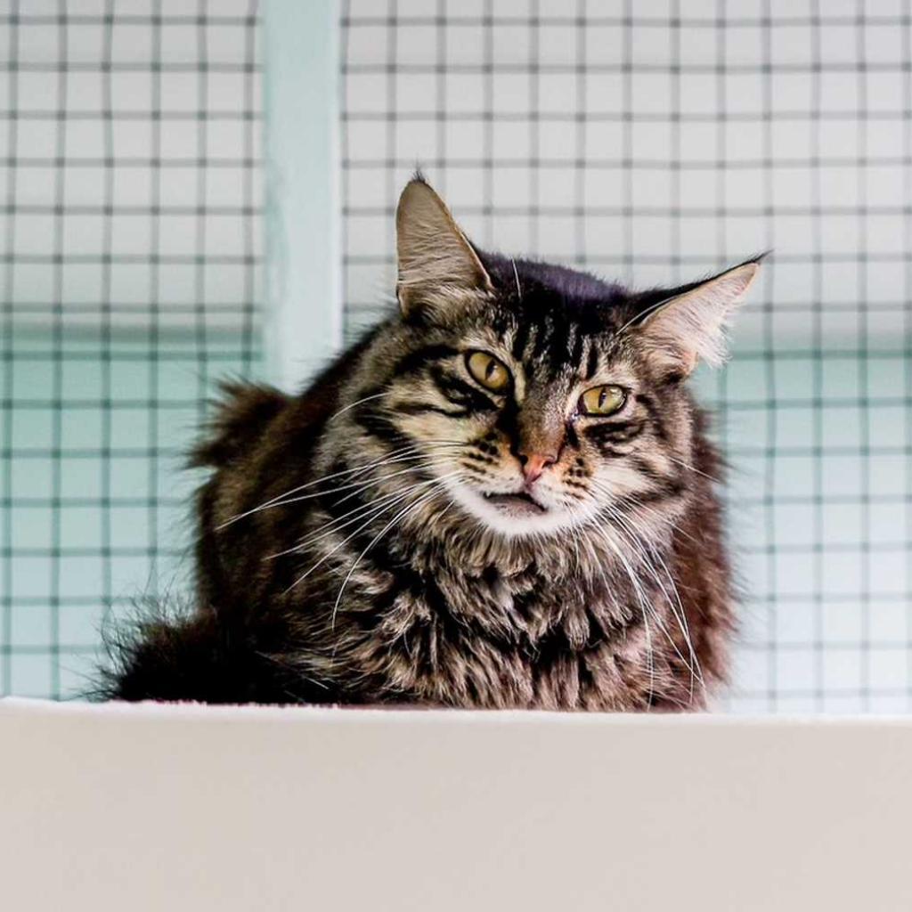 Spunky, Adoptable, Senior Male Domestic Medium Hair.