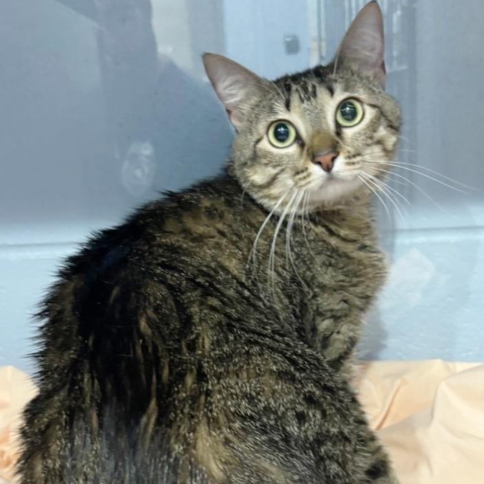 Enlarge Nyla, a Adoptable Domestic Medium Hair in Concord, NH image 1/1