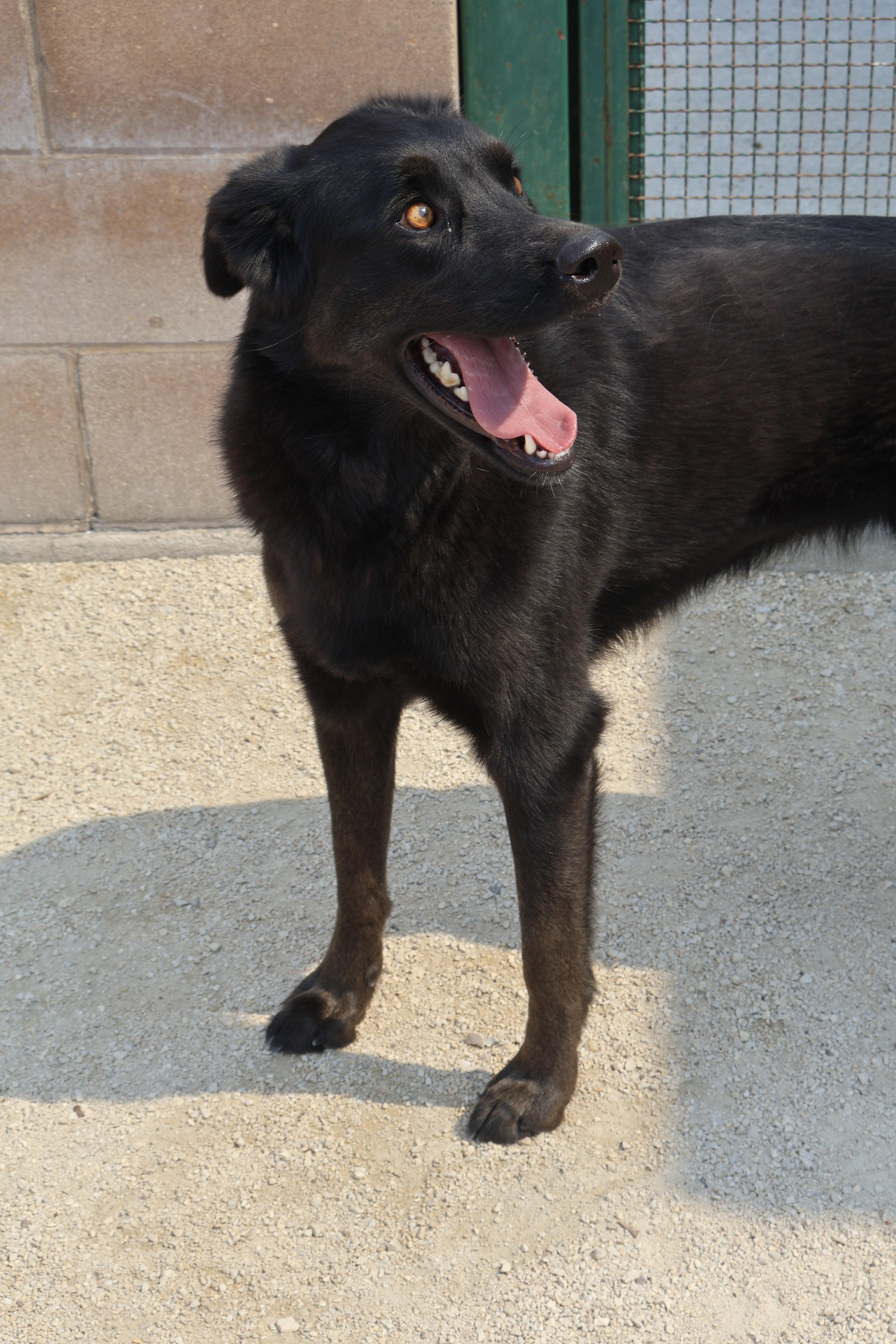 Wren, an adoptable Black Labrador Retriever in Winnipeg, MB, R3E 3N8 | Photo Image 3