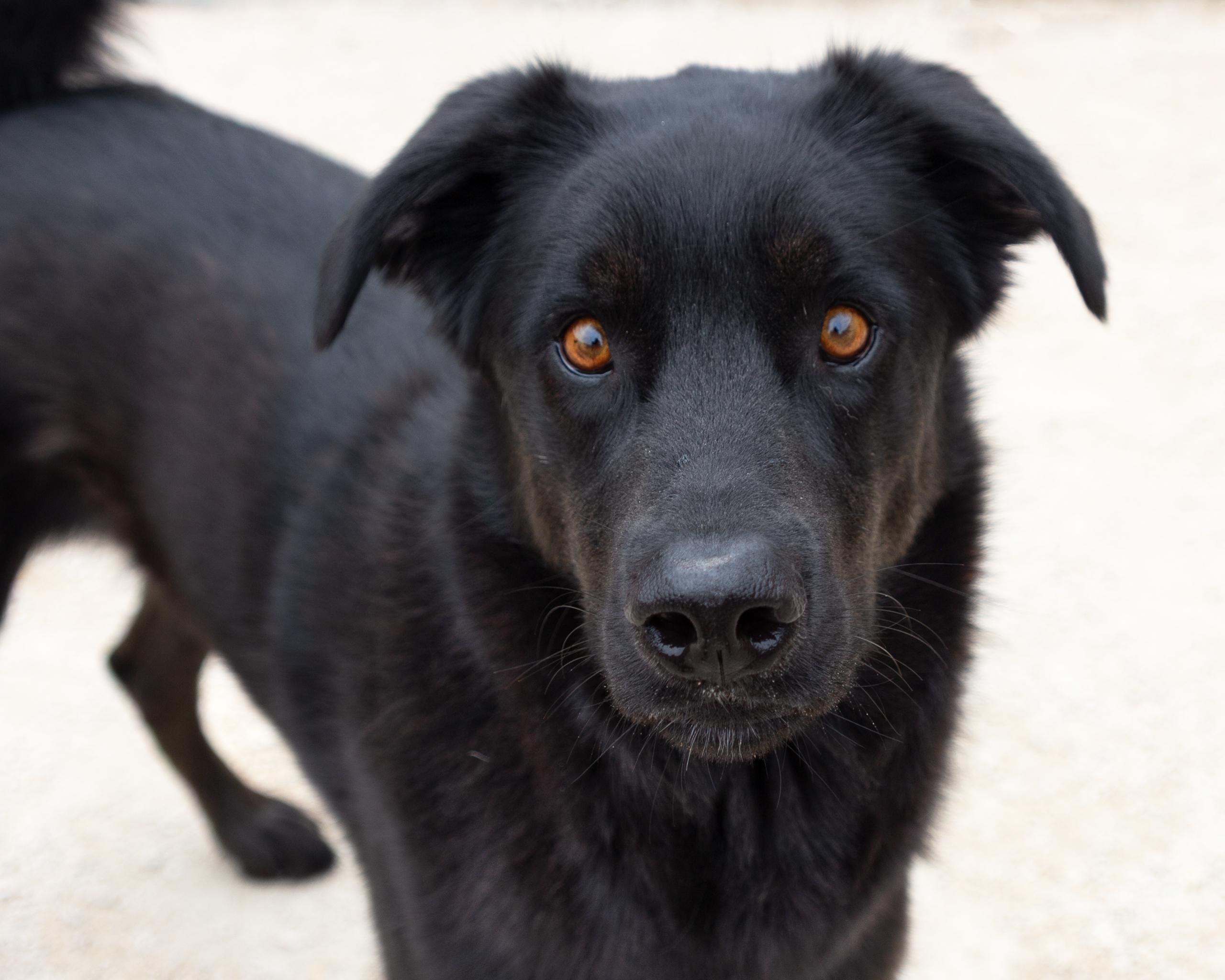 Wren, an adoptable Black Labrador Retriever in Winnipeg, MB, R3E 3N8 | Photo Image 1