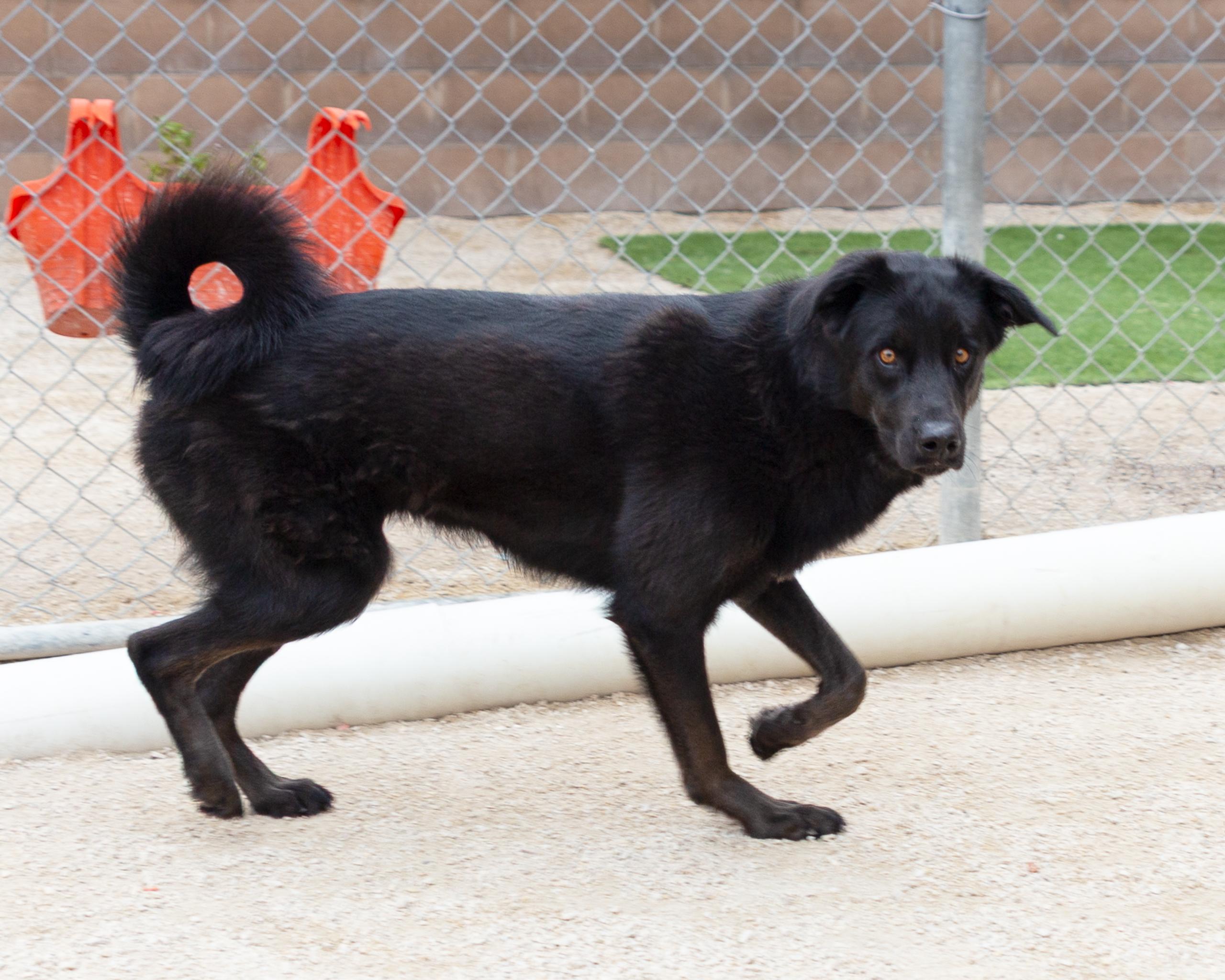 Wren, an adoptable Black Labrador Retriever in Winnipeg, MB, R3E 3N8 | Photo Image 4