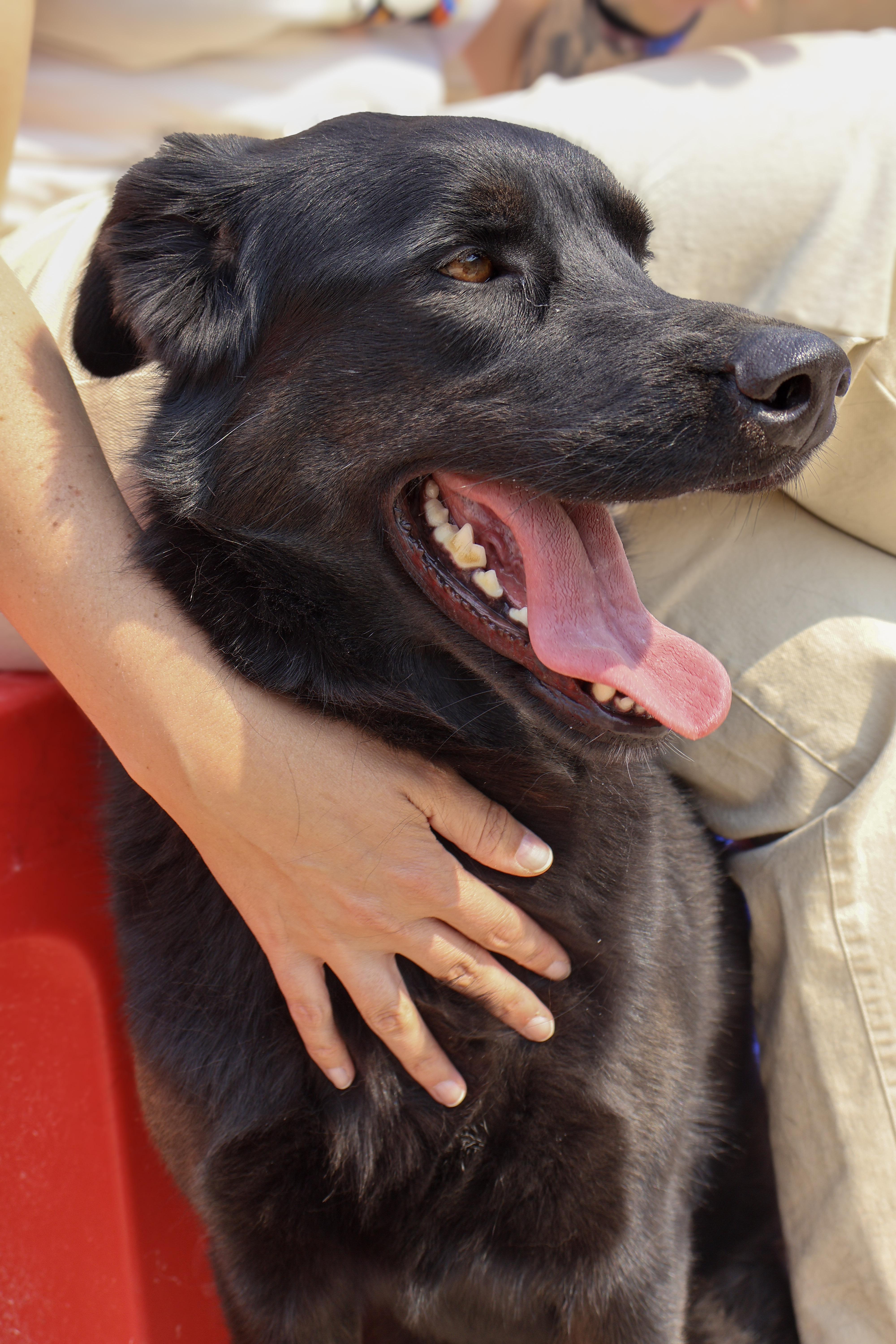 Wren, an adoptable Black Labrador Retriever in Winnipeg, MB, R3E 3N8 | Photo Image 2