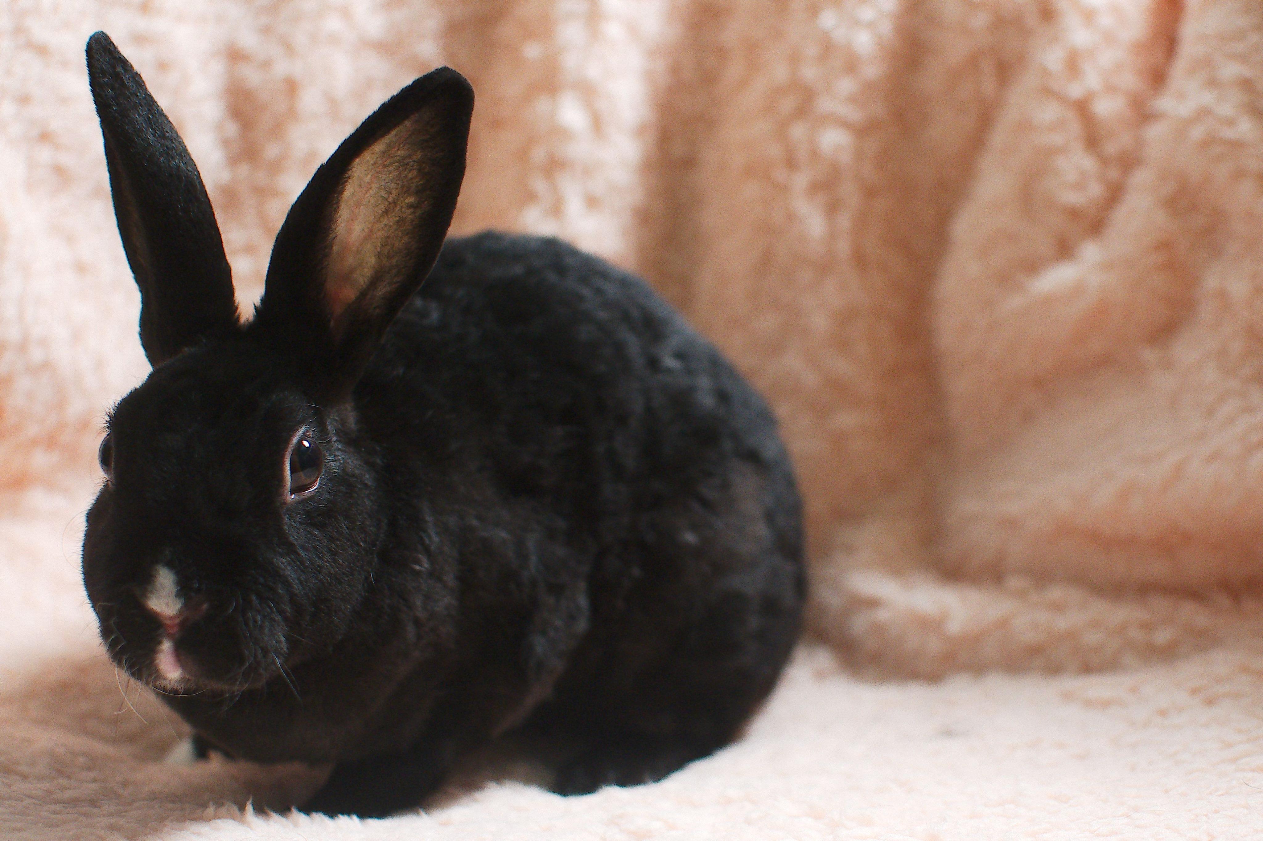 Enlarge Keira, a Adopted mixed breed in Holiday, FL image 4/4