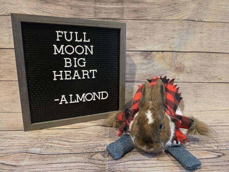 Enlarge Almond, a Adoptable English Spot in Columbus, OH image 1/1