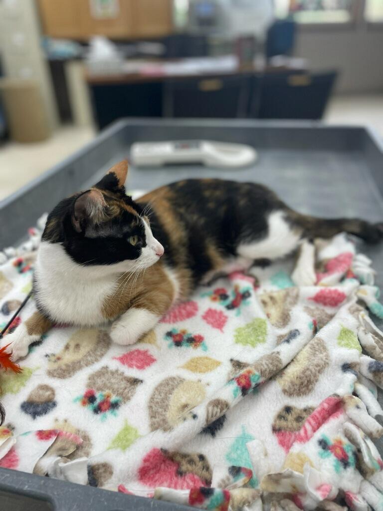 Enlarge Rosalyn, a Adoptable Domestic Short Hair in Neillsville, WI image 4/5