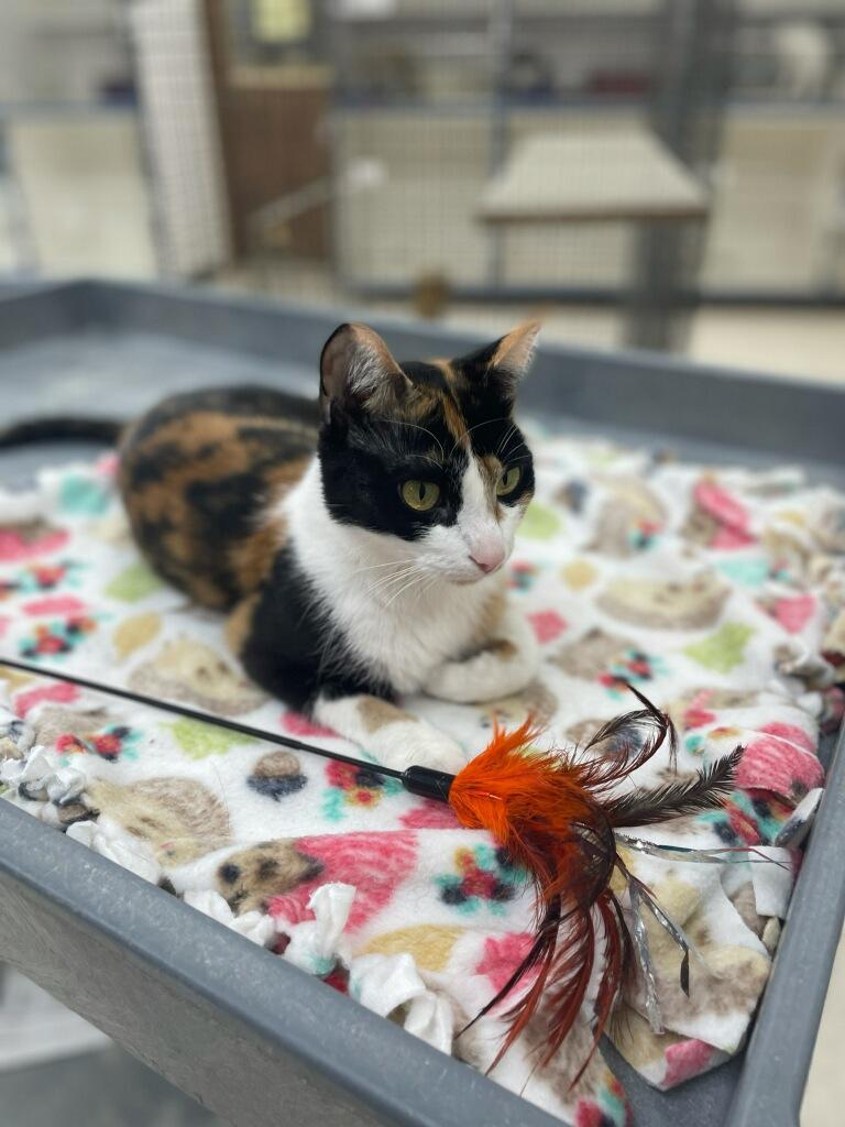 Enlarge Rosalyn, a Adoptable Domestic Short Hair in Neillsville, WI image 3/5