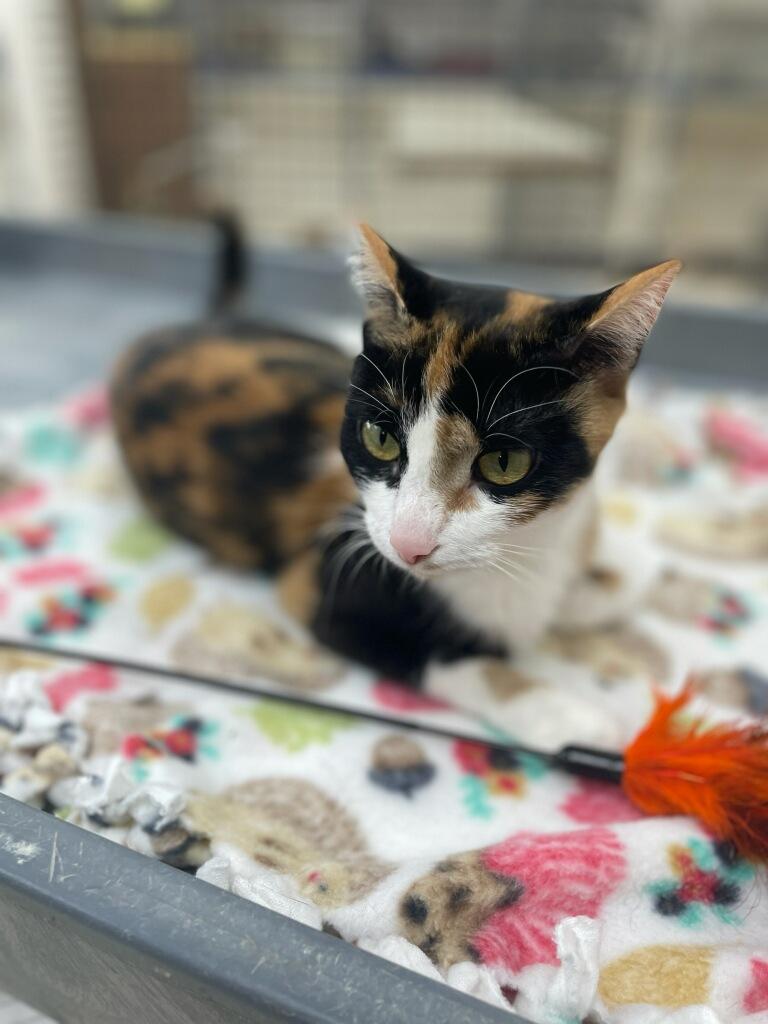 Rosalyn, Adoptable, Young Female Domestic Short Hair.