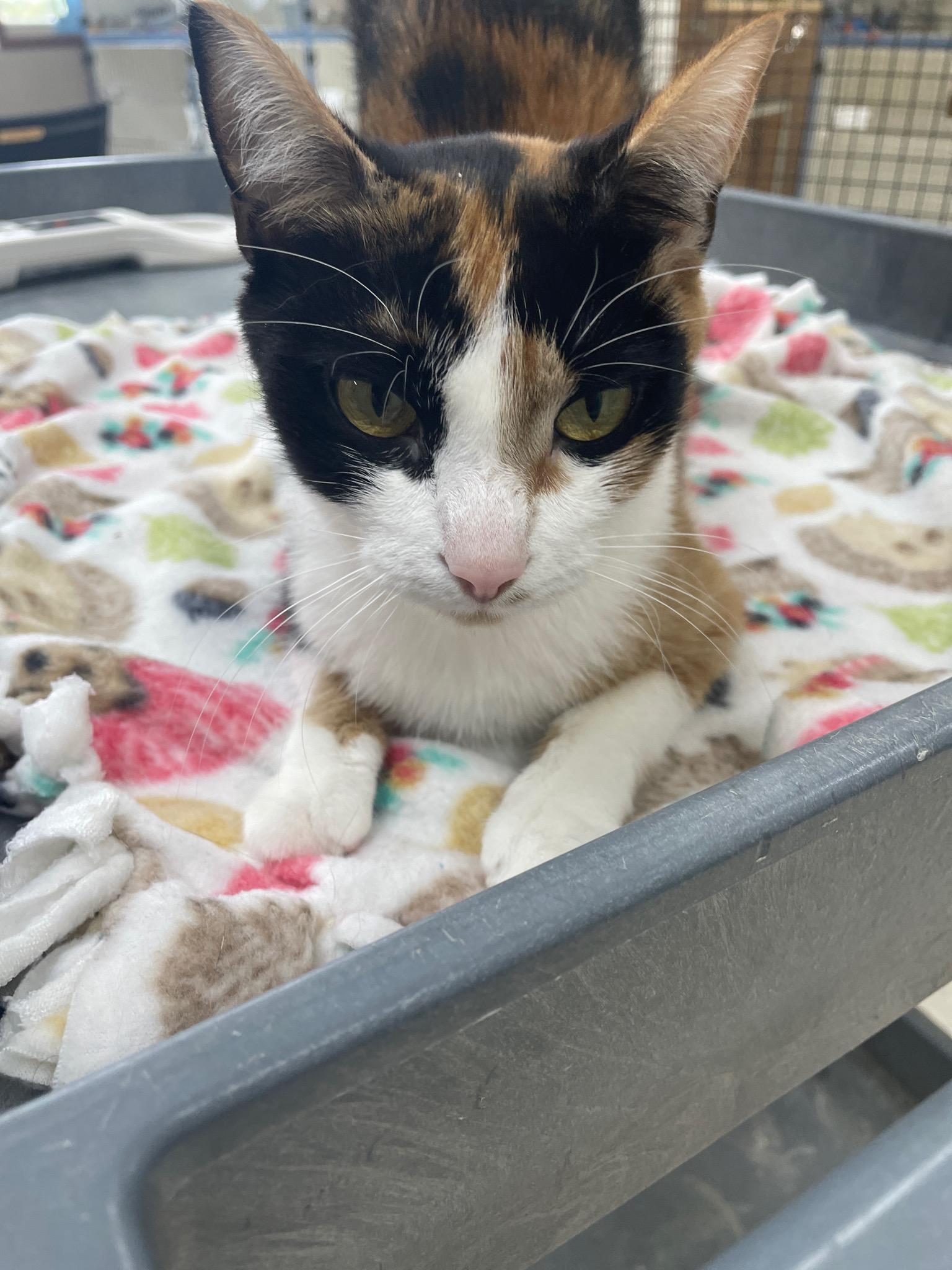 Enlarge Rosalyn, a Adoptable Domestic Short Hair in Neillsville, WI image 5/5