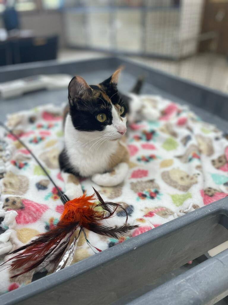 Enlarge Rosalyn, a Adoptable Domestic Short Hair in Neillsville, WI image 2/5