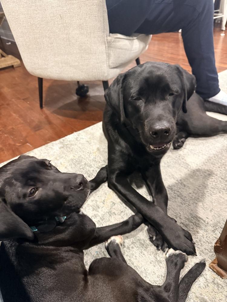 Dusty, Adoptable, Puppy Male Labrador Retriever.