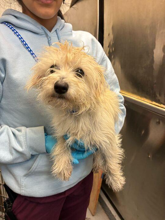 Nugget, Adoptable, Puppy Male Terrier.