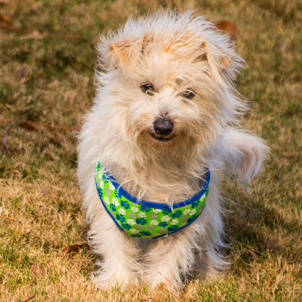 Nugget, a Adoptable mixed breed in Marietta, GA image 2/6