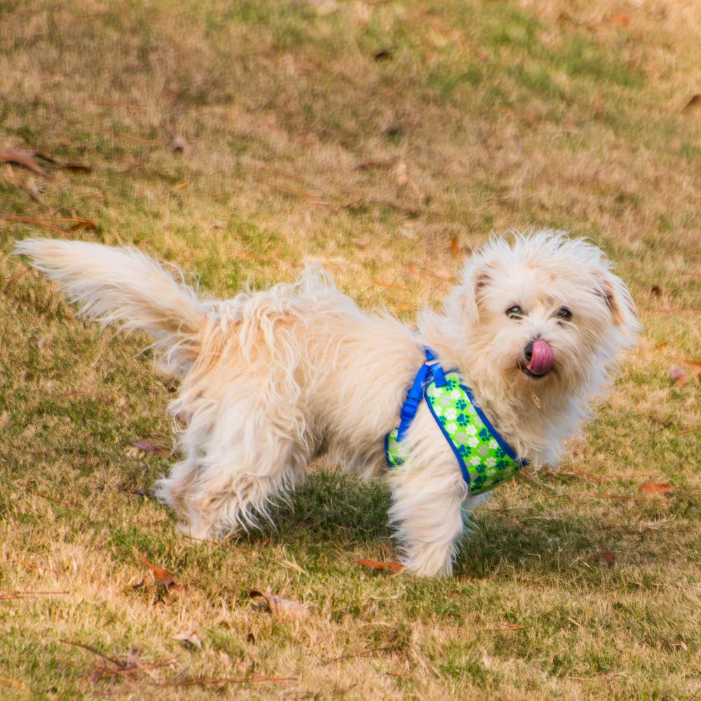 Nugget, a Adoptable mixed breed in Marietta, GA image 3/6