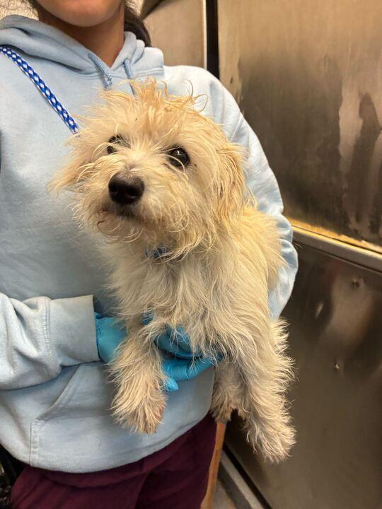 Nugget, a Adoptable mixed breed in Marietta, GA image 4/6