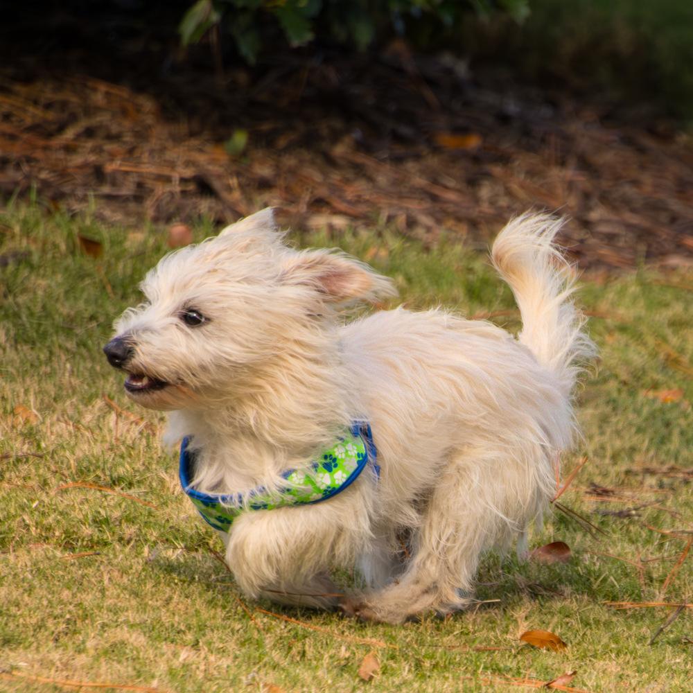 Nugget, a Adoptable mixed breed in Marietta, GA image 5/6