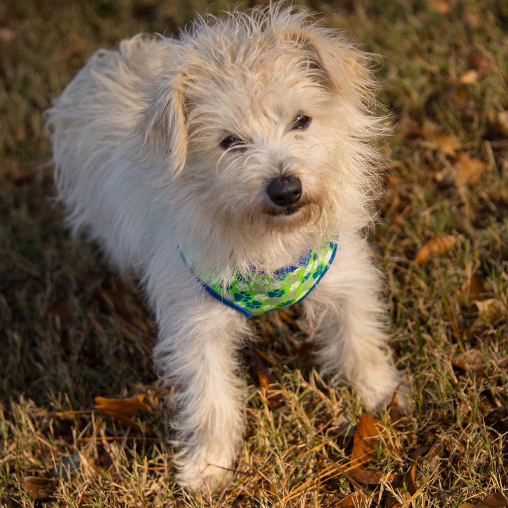 Nugget, a Adoptable mixed breed in Marietta, GA image 6/6