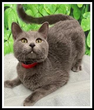 HUGS, Adoptable, Adult Female Domestic Short Hair.