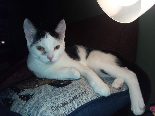 Nyssa, Adopted, Senior Female Domestic Short Hair.