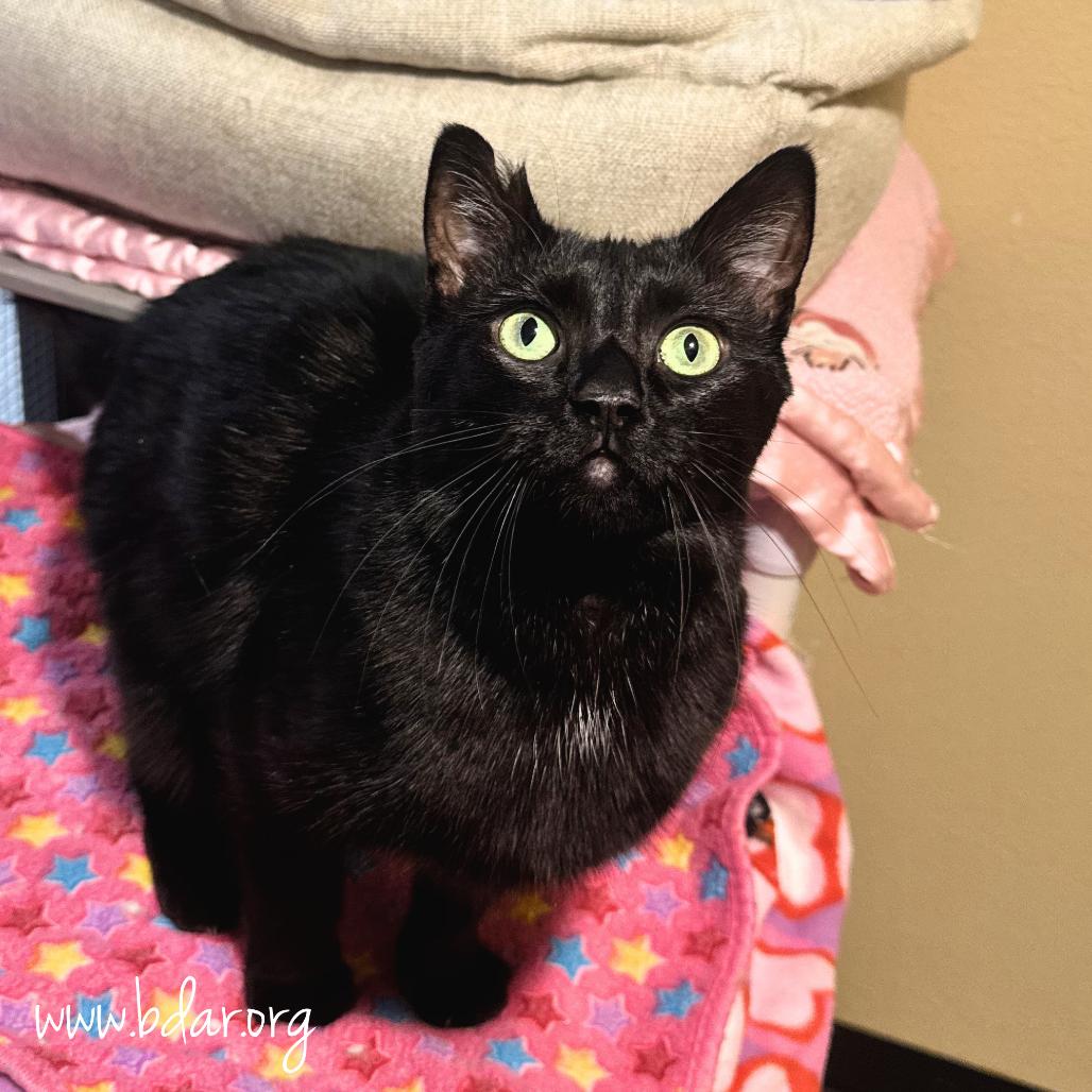 Juju, Adoptable, Adult Female Domestic Short Hair.
