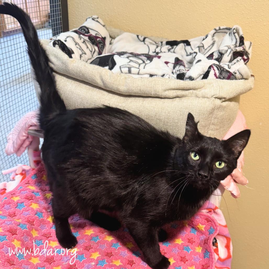 Enlarge Juju, a Adoptable Domestic Short Hair in Cheyenne, WY image 2/2