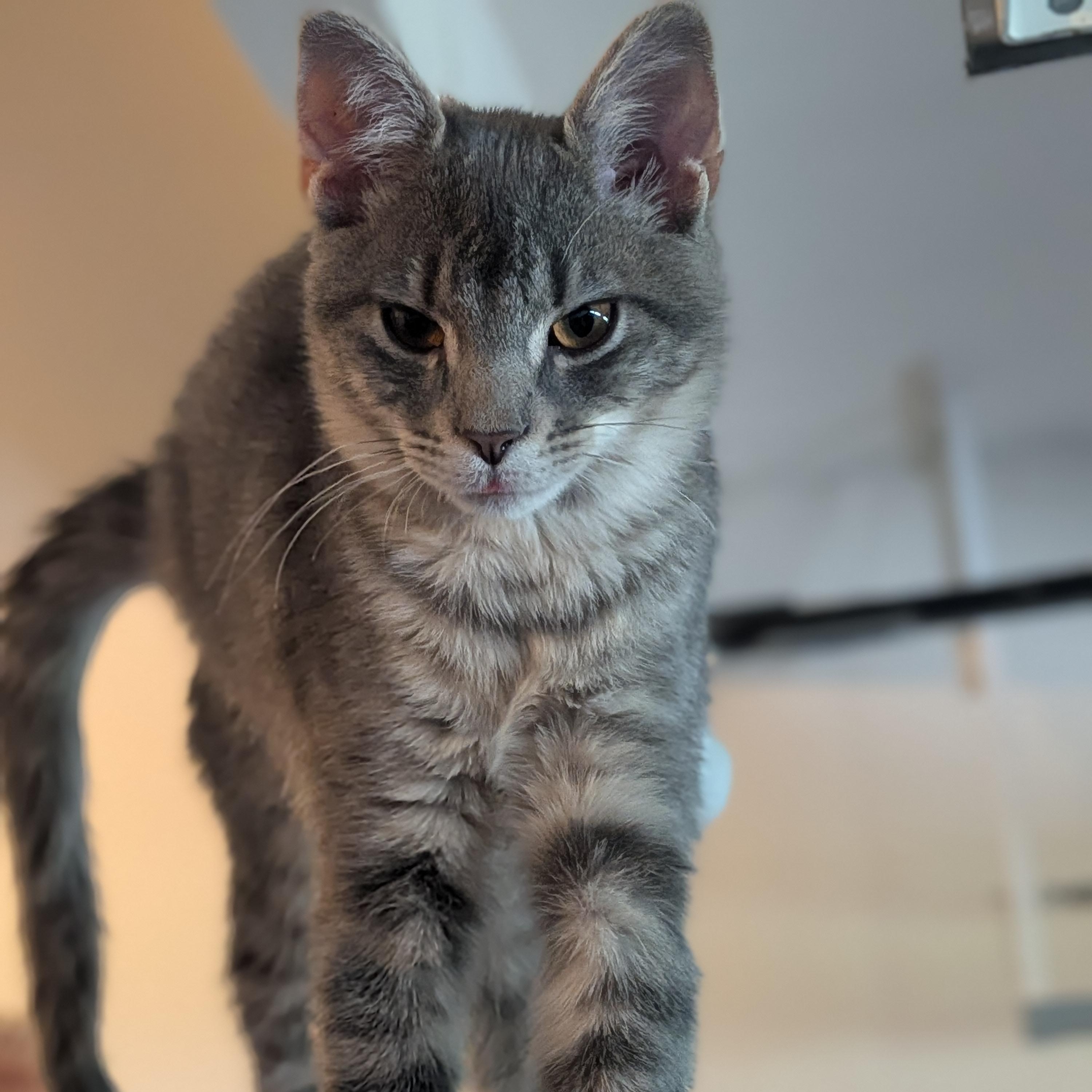 Enlarge OG Anunoby "OG", a Adoptable Domestic Short Hair in Newburgh, NY image 2/5