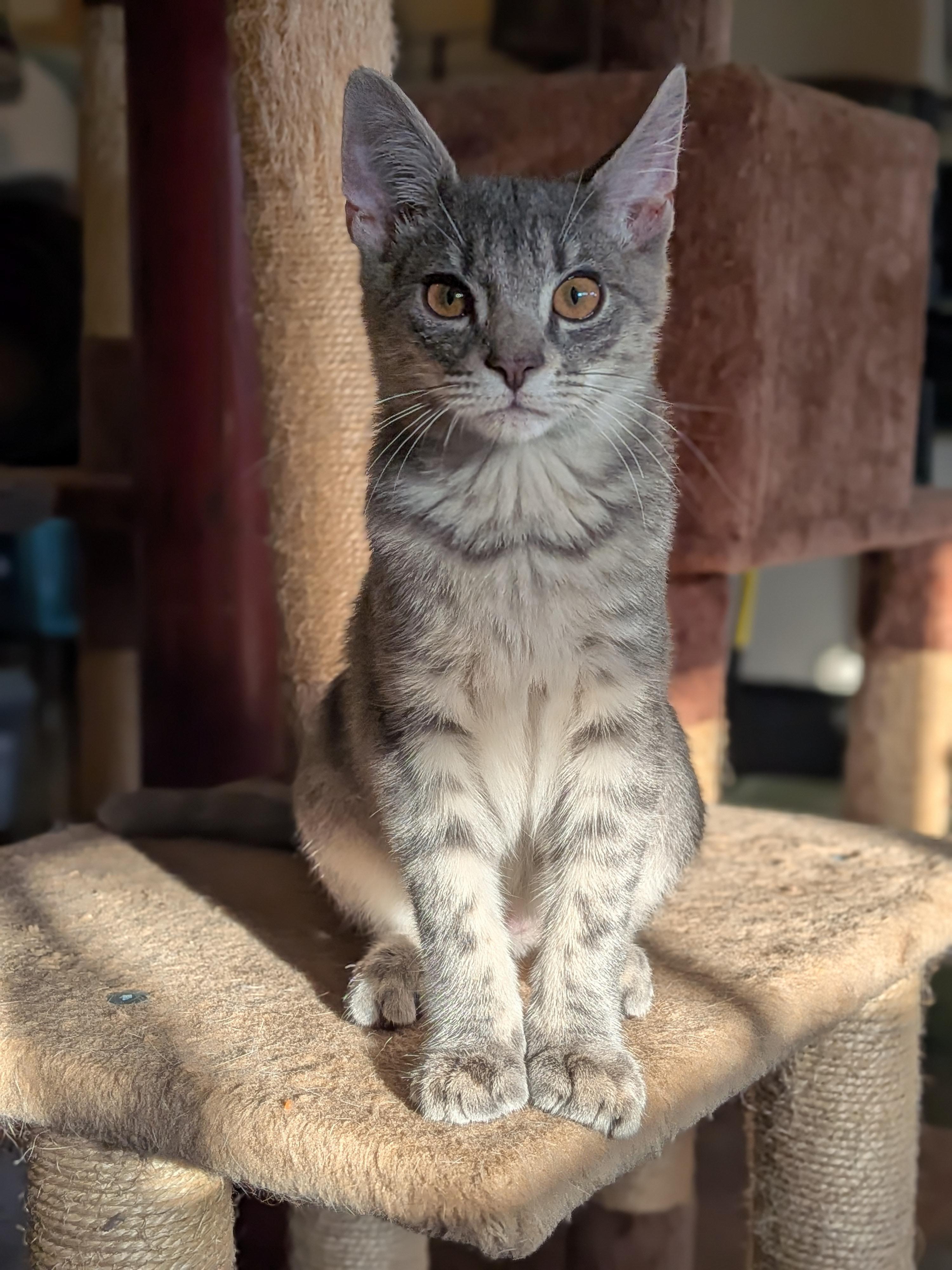 Enlarge OG Anunoby "OG", a Adoptable Domestic Short Hair in Newburgh, NY image 1/5