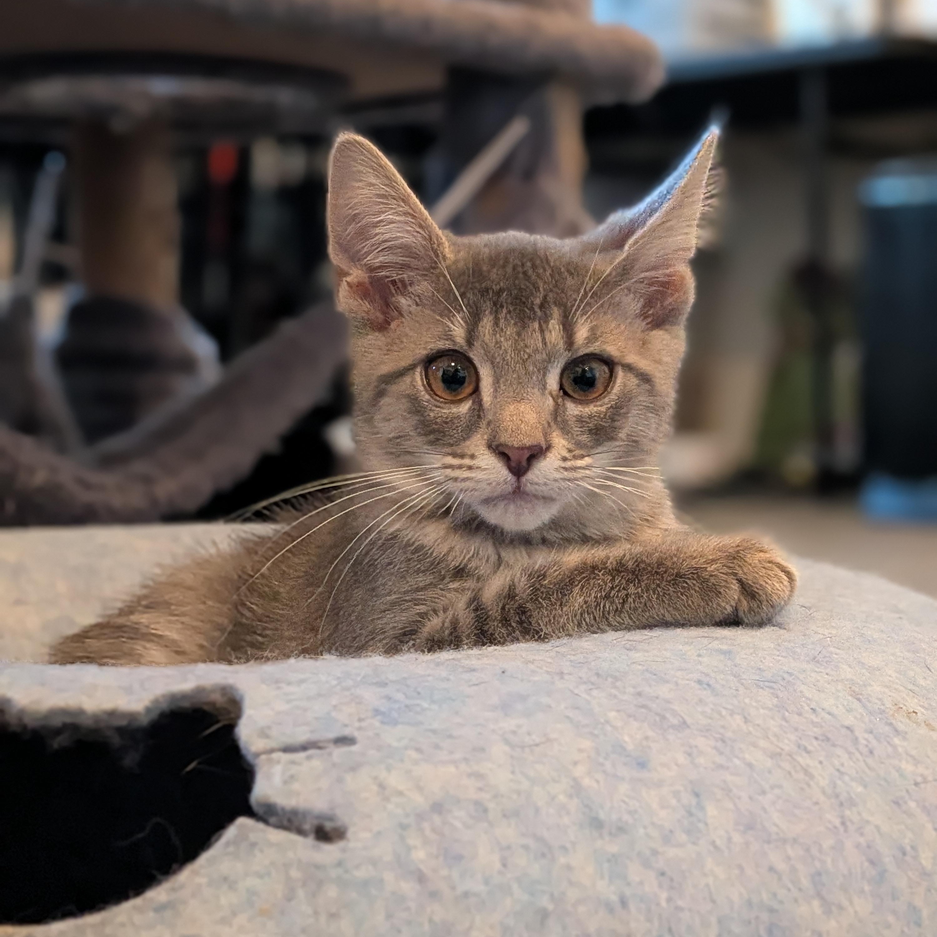 Enlarge OG Anunoby "OG", a Adoptable Domestic Short Hair in Newburgh, NY image 3/5