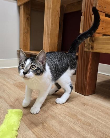 Enlarge Coal, a Adoptable Domestic Short Hair in Woodstock, IL image 2/3