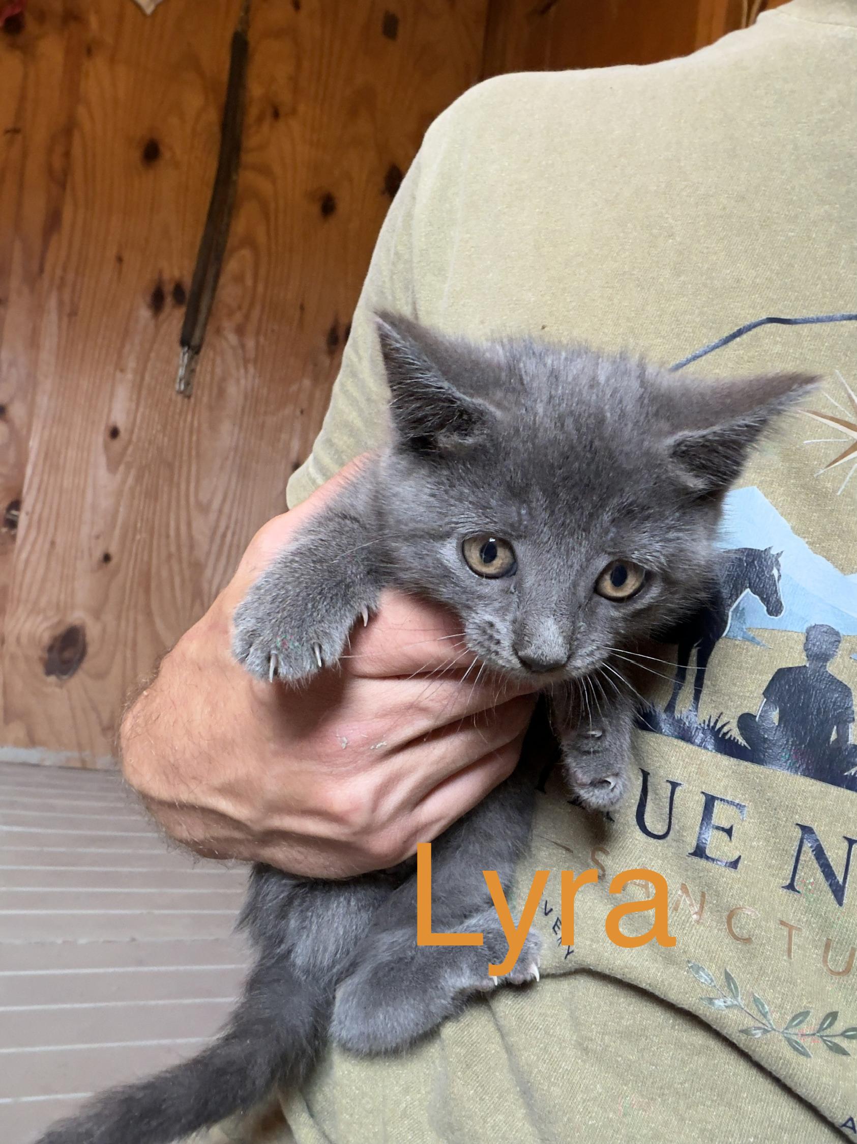 Enlarge Lyra, an adopted Domestic Short Hair in Athens, OH image 1/3