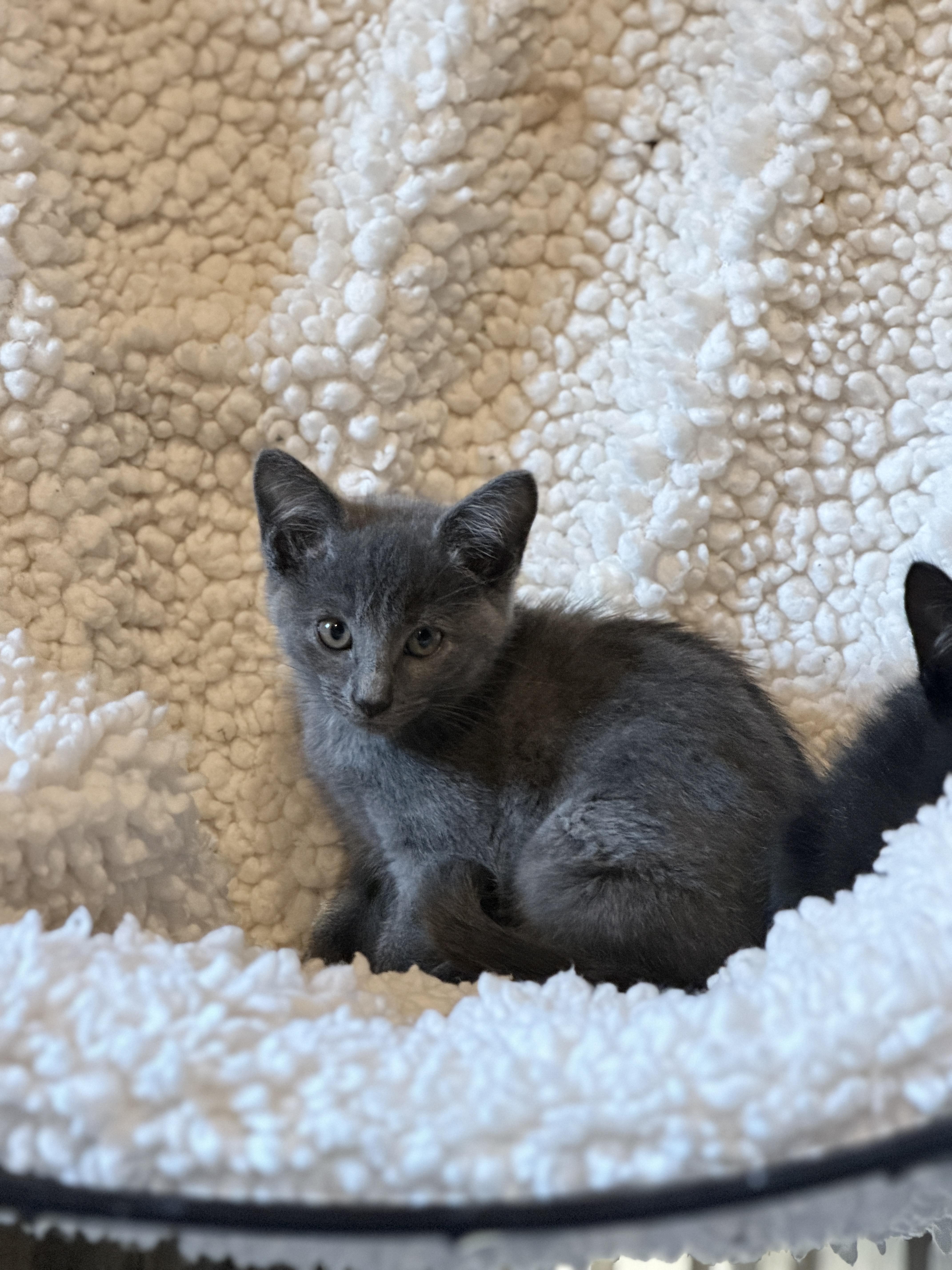 Enlarge Lyra, an adopted Domestic Short Hair in Athens, OH image 2/3