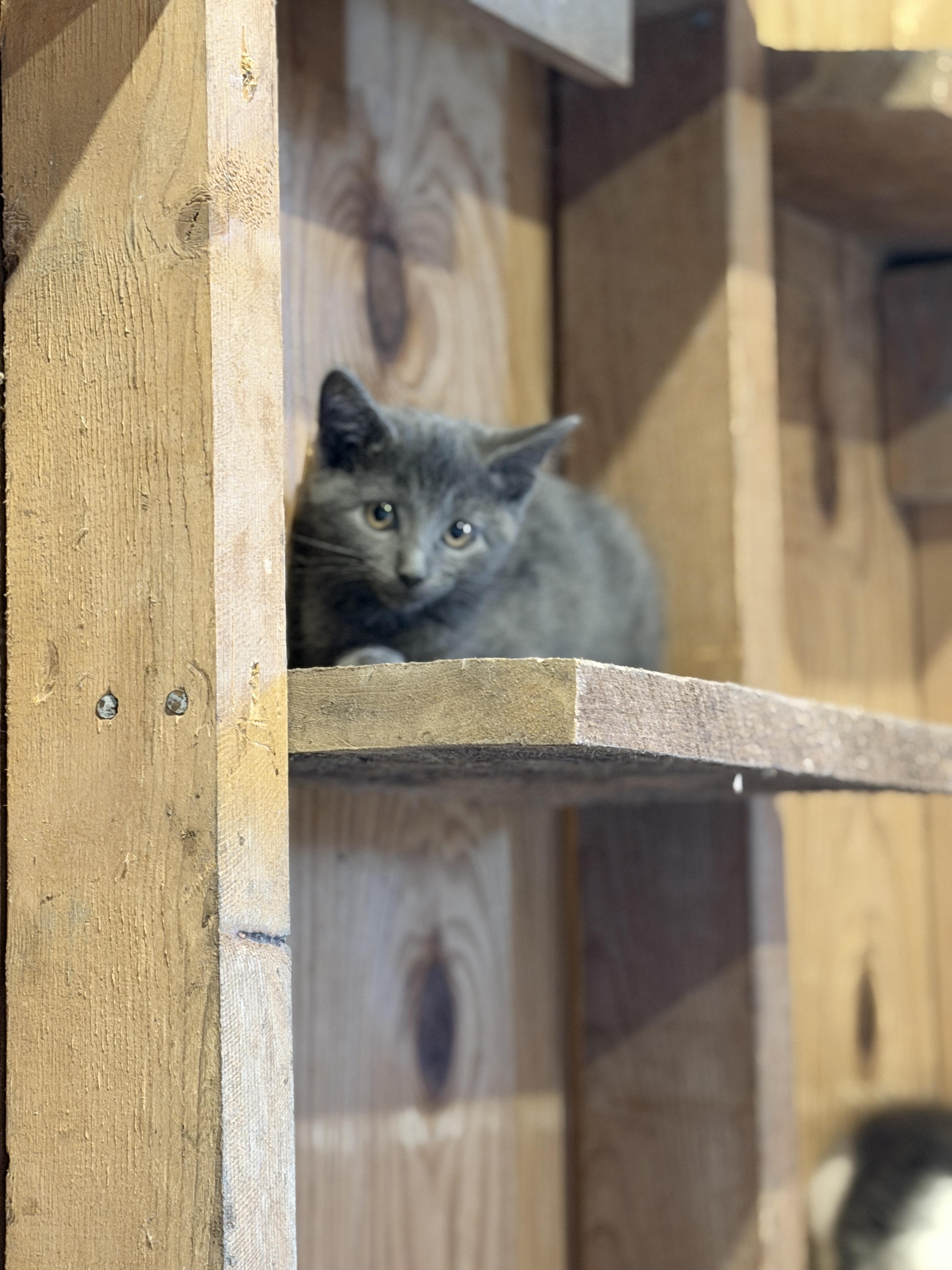 Enlarge Lyra, an adopted Domestic Short Hair in Athens, OH image 3/3