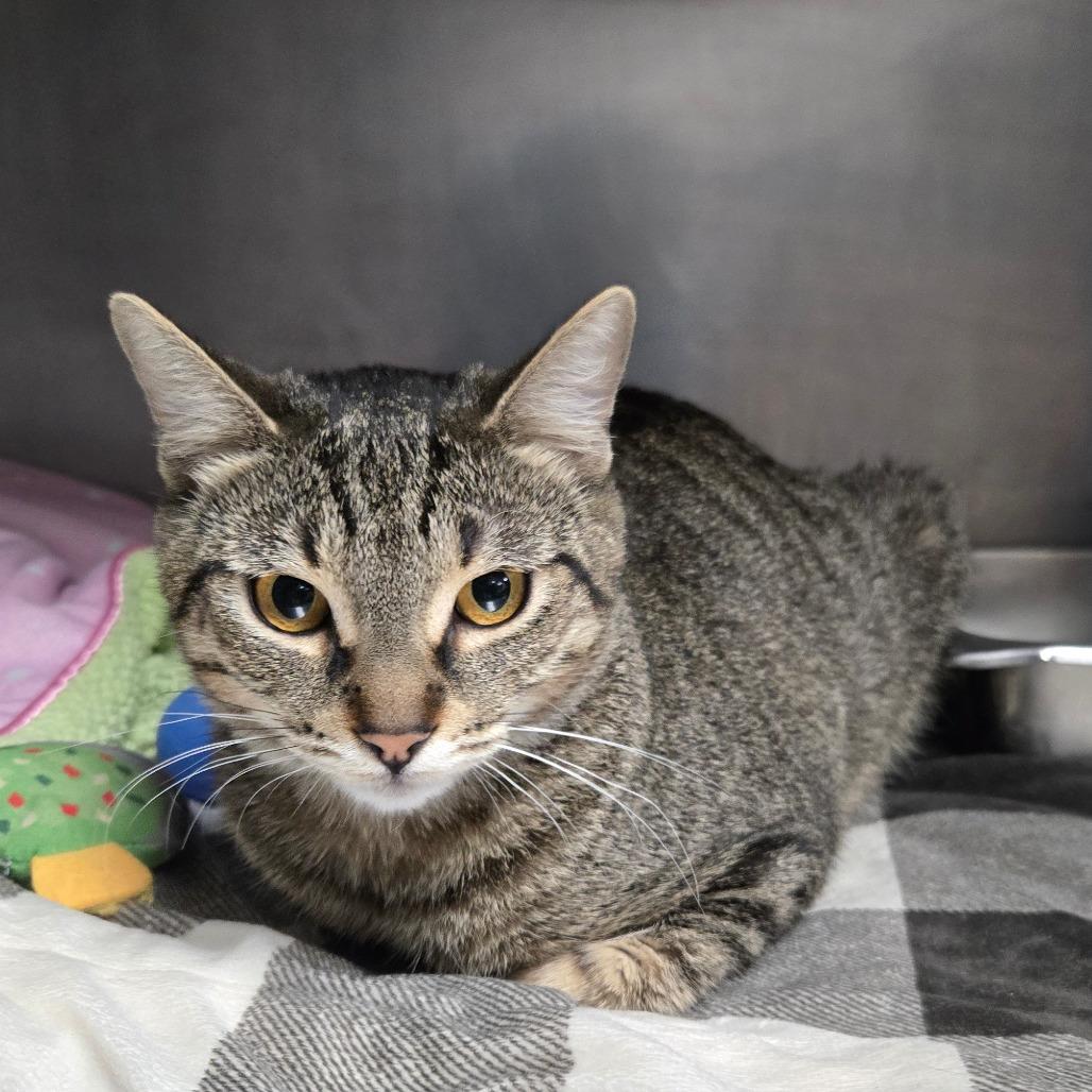 Hazlenut, Adoptable, Young Female Domestic Short Hair.