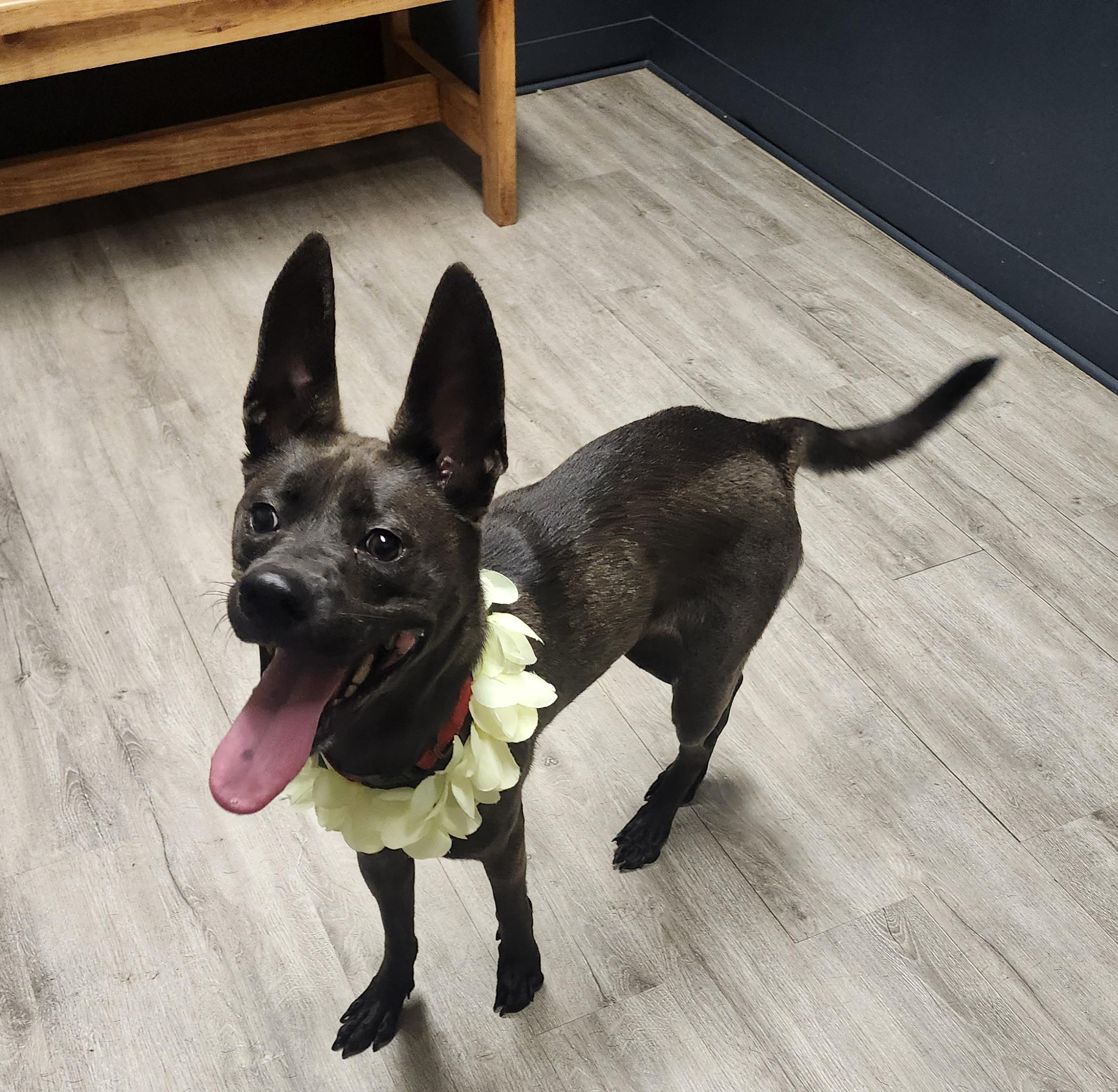 Guppy (Prison Program)