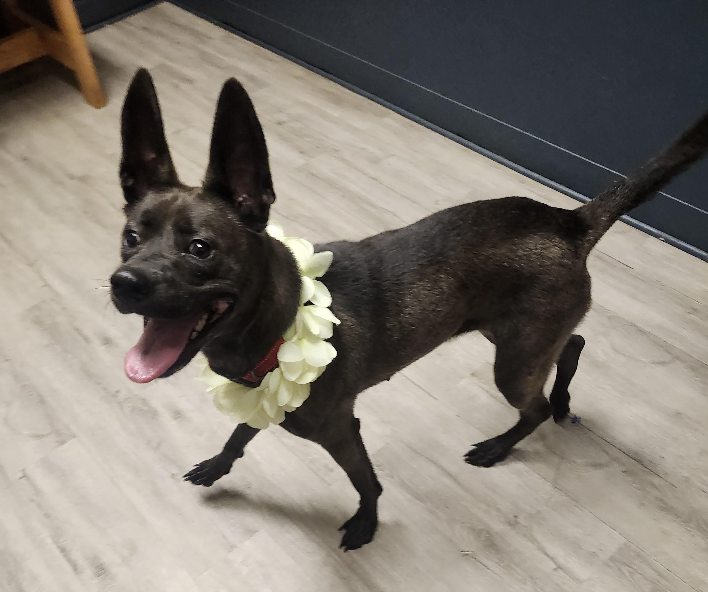 Guppy (Prison Program)