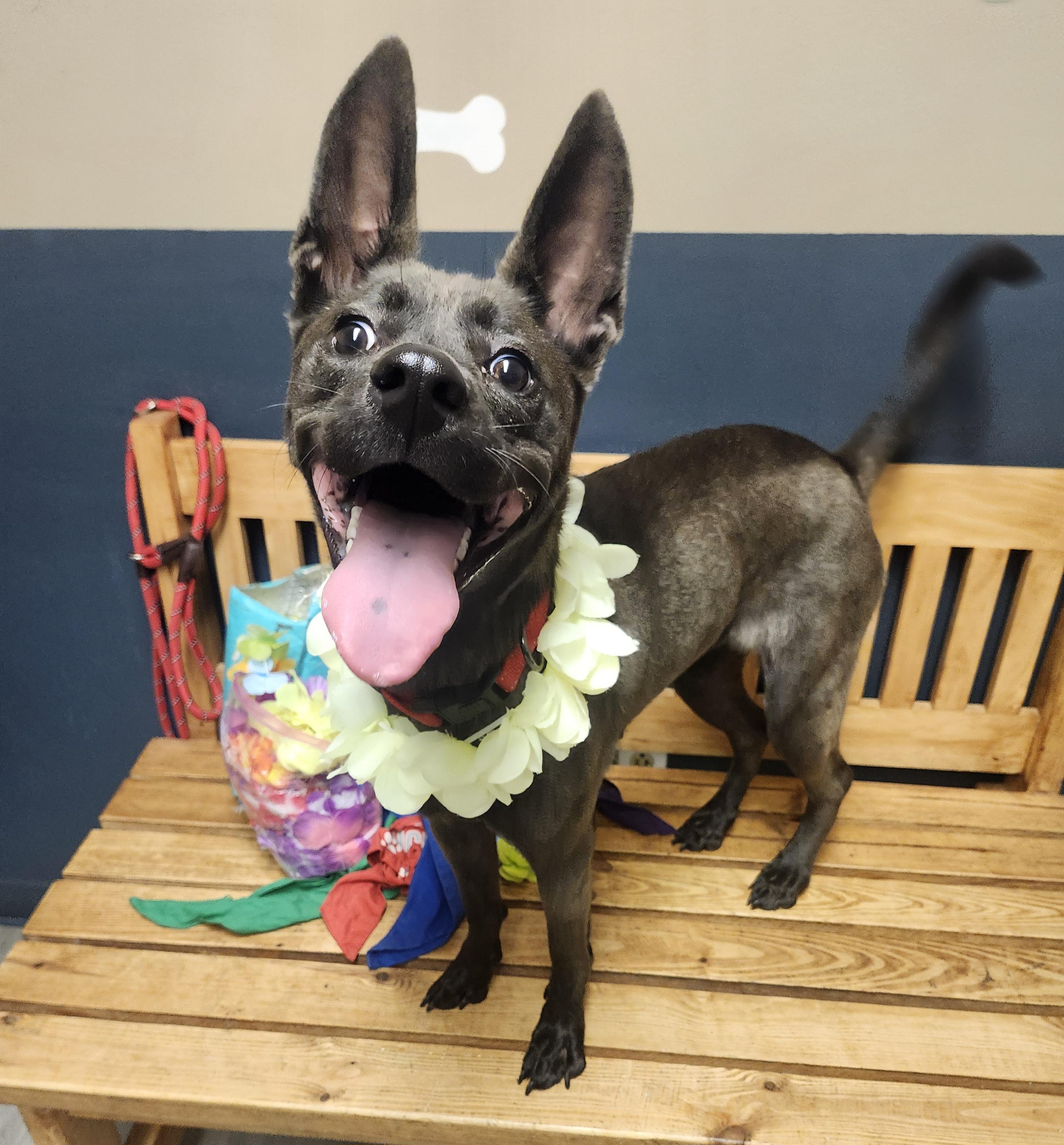 Guppy (Prison Program)