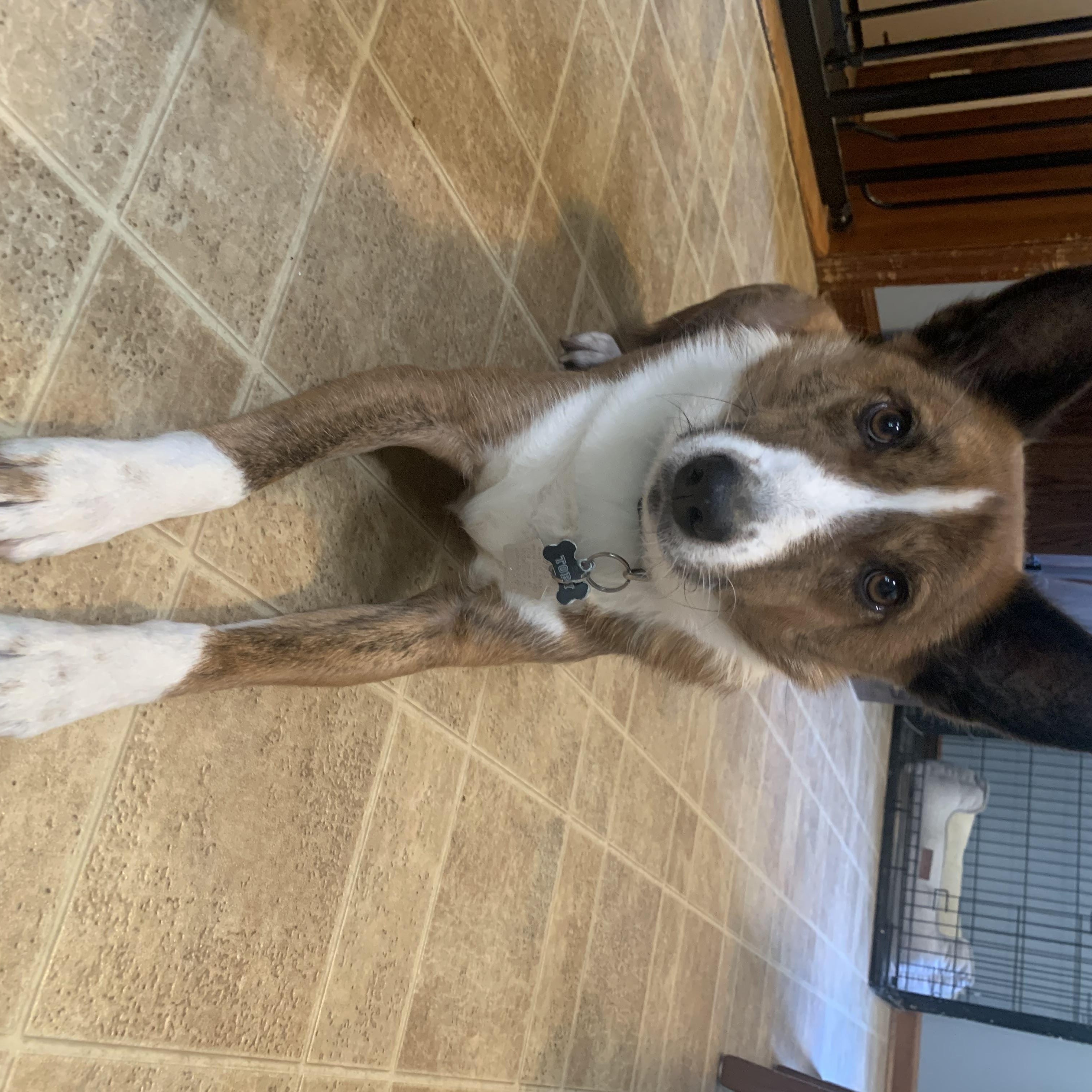Toby, a ADOPTABLE mixed breed in Guilderland, NY image 3/3