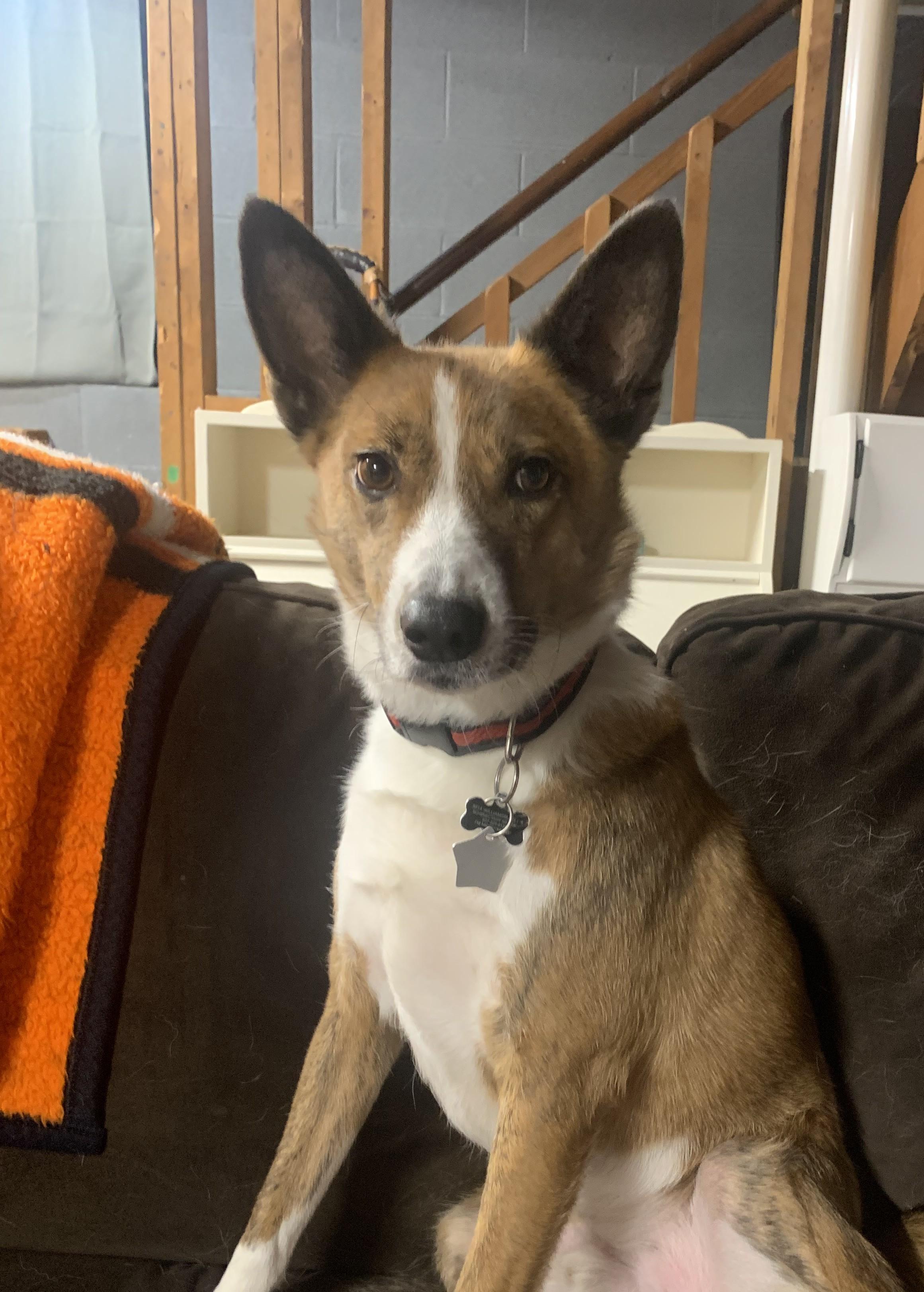Toby, a ADOPTABLE mixed breed in Guilderland, NY image 2/3