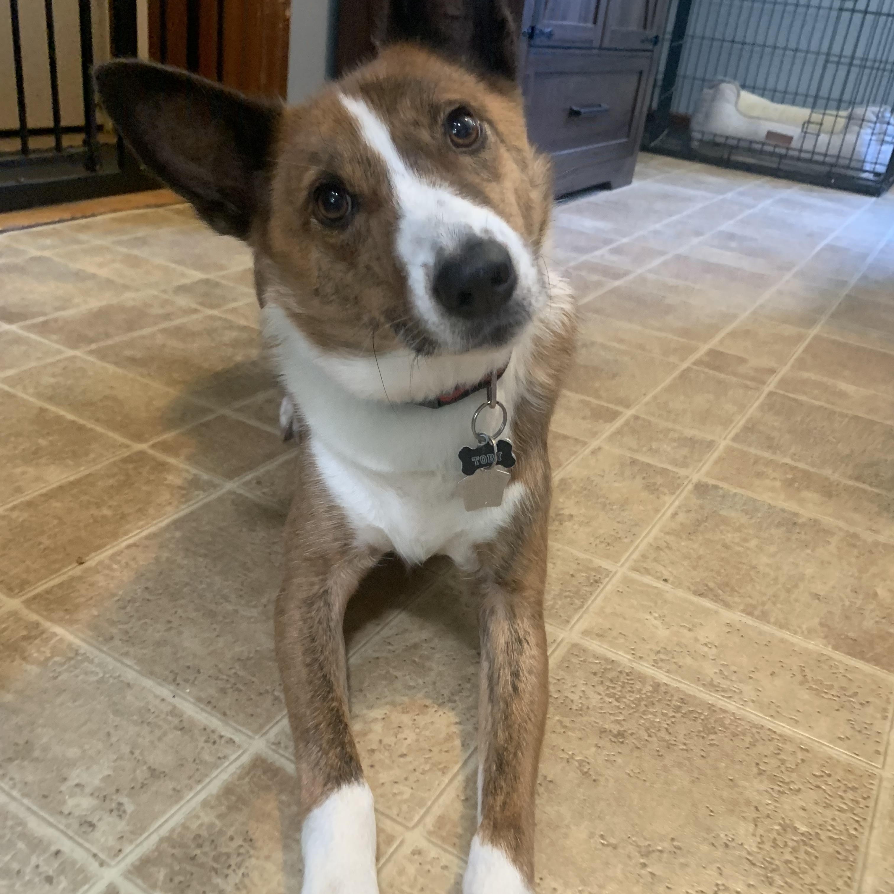 Toby, a ADOPTABLE mixed breed in Guilderland, NY image 1/3
