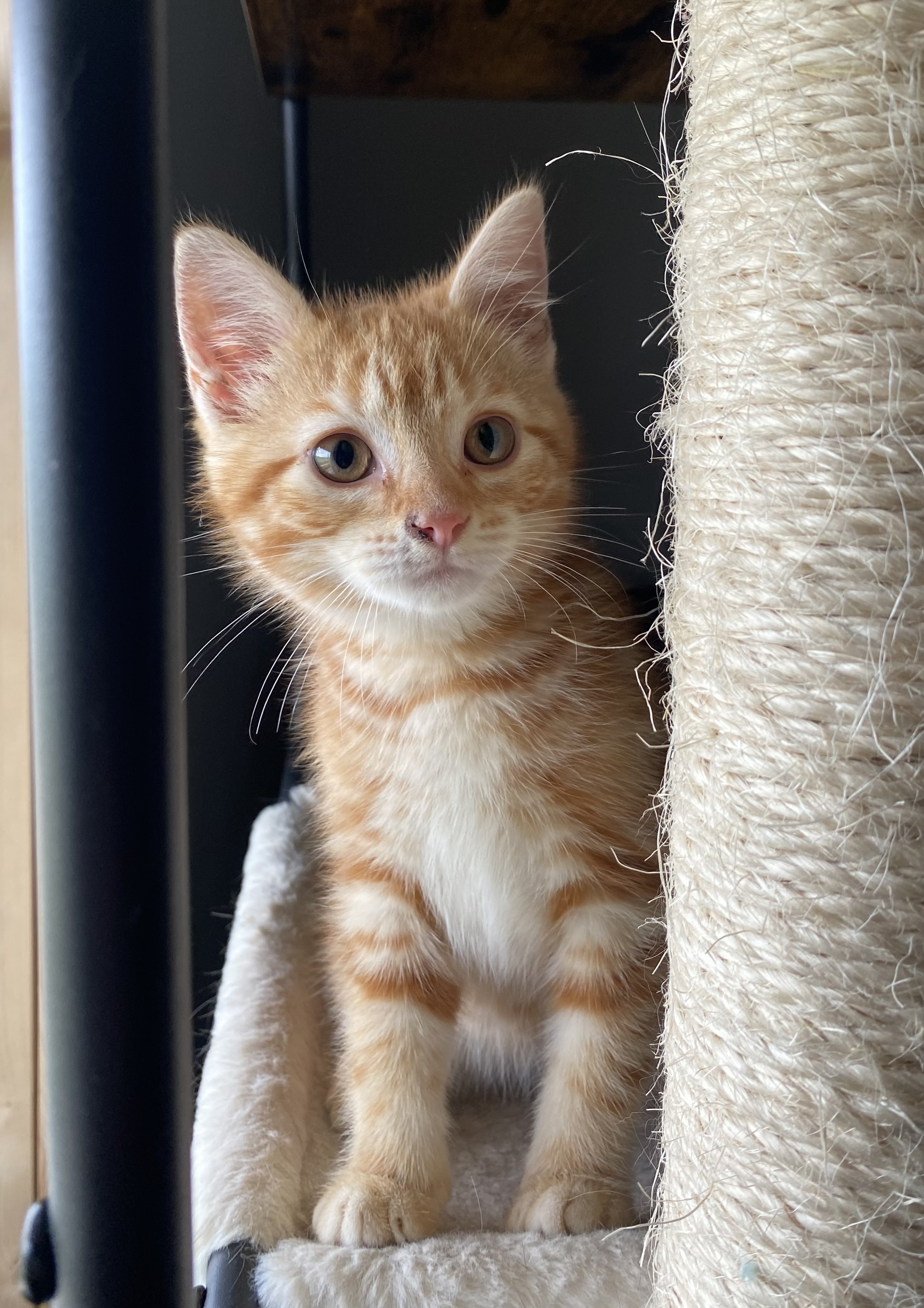 Enlarge Thomas, a Adopted Domestic Short Hair in Quincy, OH image 1/1