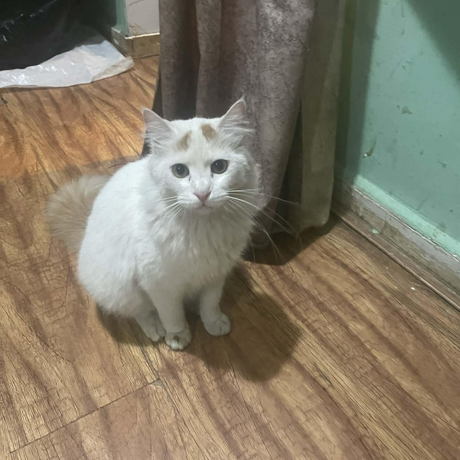 Prince, a ADOPTABLE mixed breed in Brampton, ON image 2/4