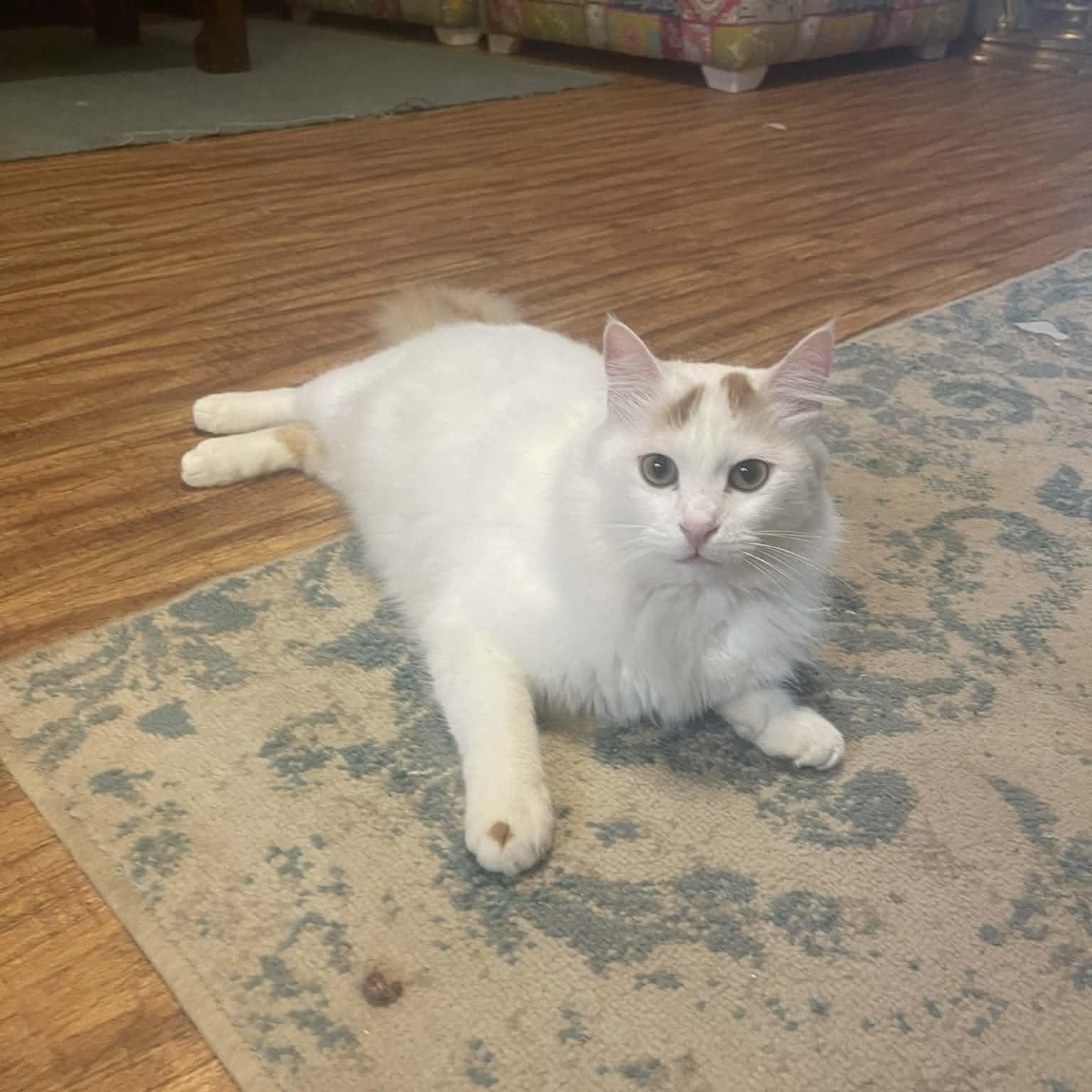 Prince, ADOPTABLE, Young Male Maine Coon & Turkish Van.
