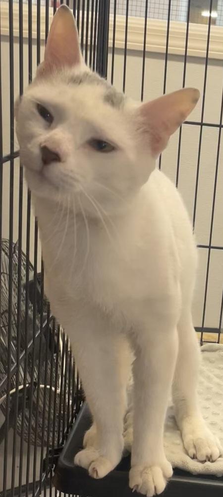Enlarge ZEUS, a Adoptable mixed breed in Southbury, CT image 1/6