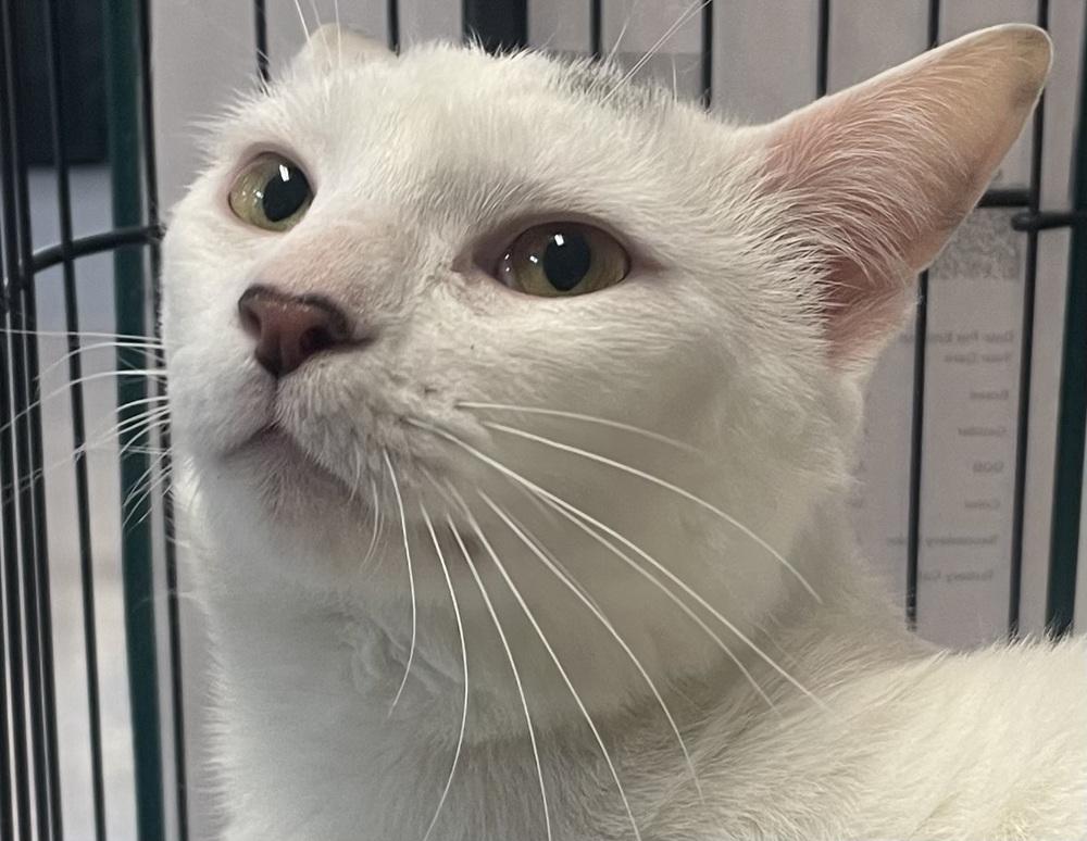 Enlarge ZEUS, a Adoptable mixed breed in Southbury, CT image 2/6