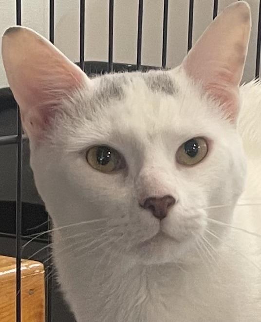 Enlarge ZEUS, a Adoptable mixed breed in Southbury, CT image 3/6