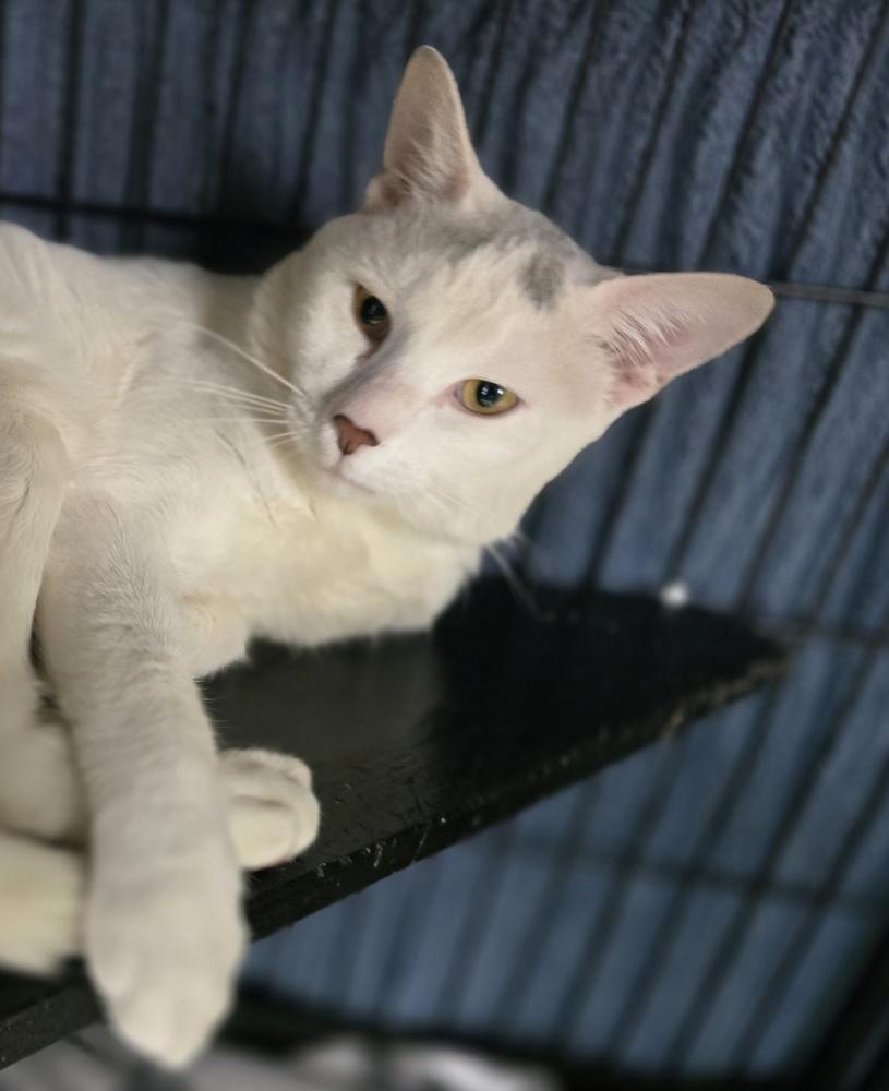 Enlarge ZEUS, a Adoptable mixed breed in Southbury, CT image 6/6