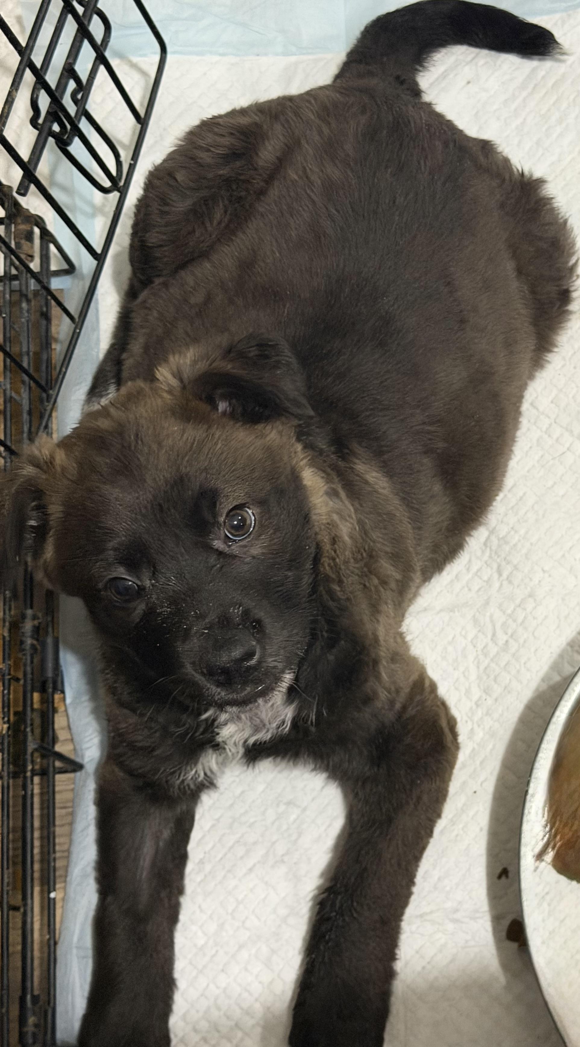Sasquatch, Adoptable, Puppy Male Australian Cattle Dog / Blue Heeler.