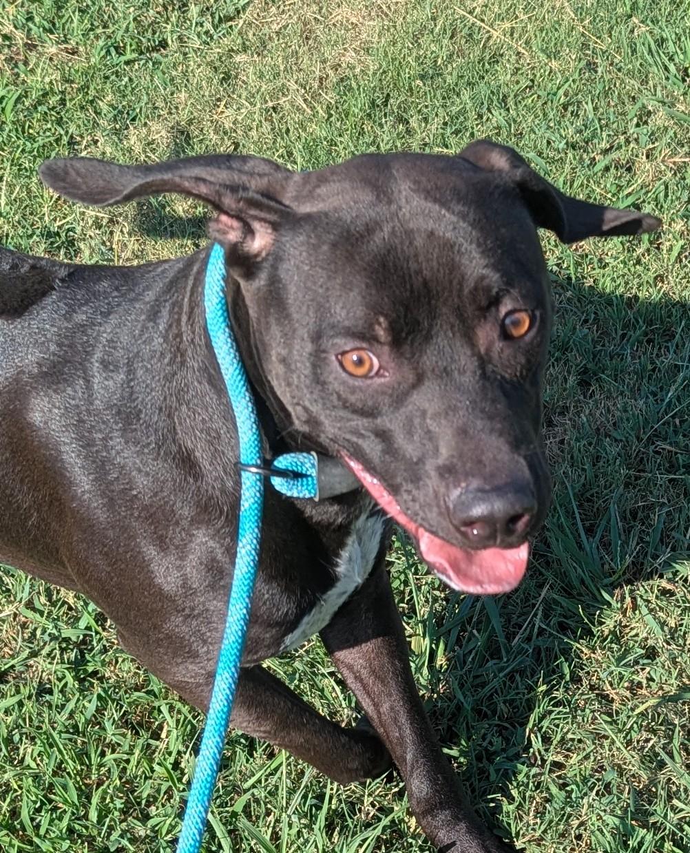 Enlarge SHADOW, a Adopted mixed breed in Claremore, OK image 3/3